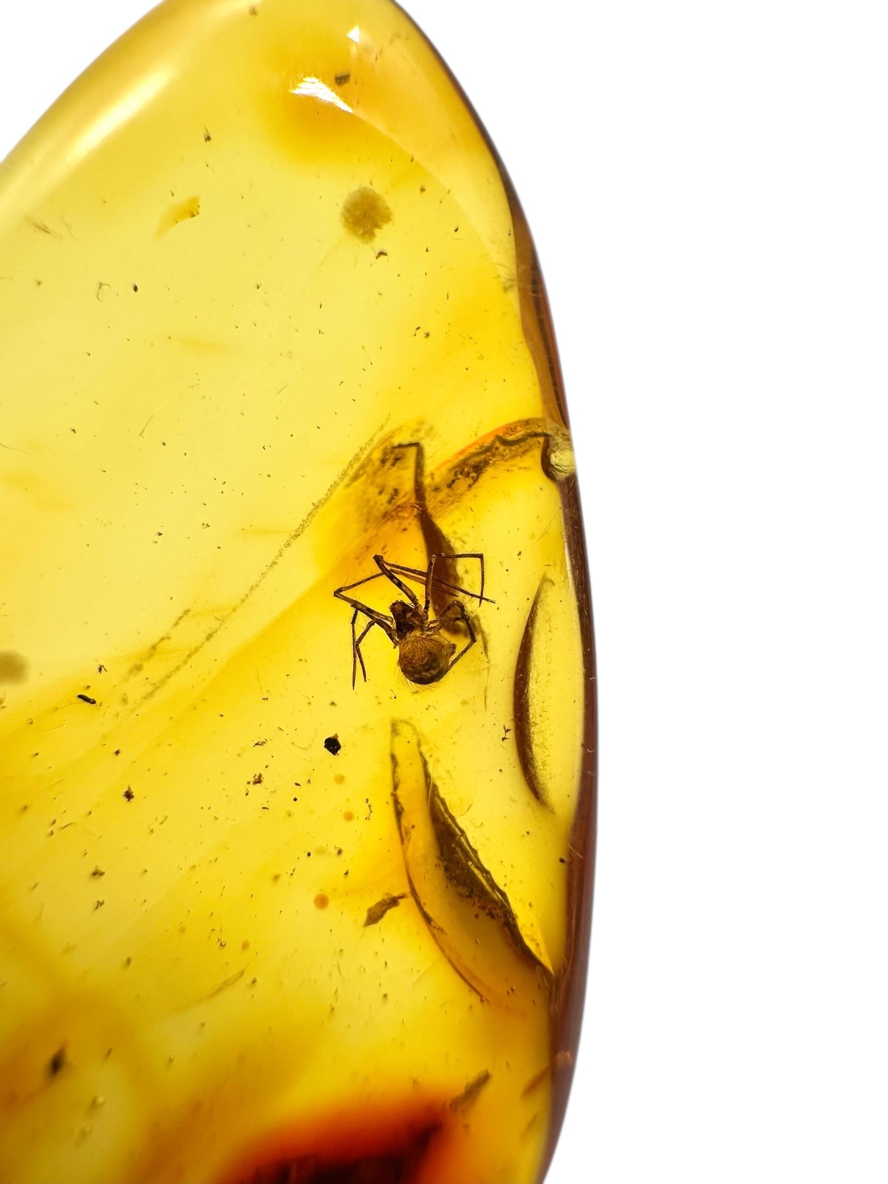 Insects in amber 2g – Lithuania