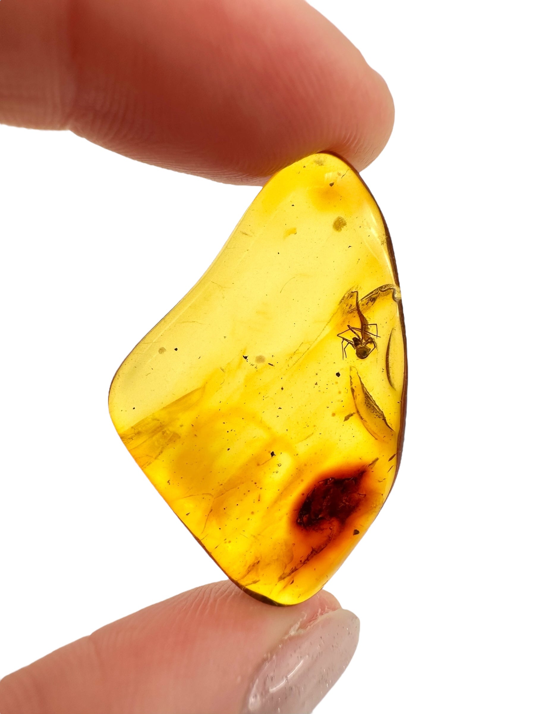 Insects in amber 2g – Lithuania - IJ116