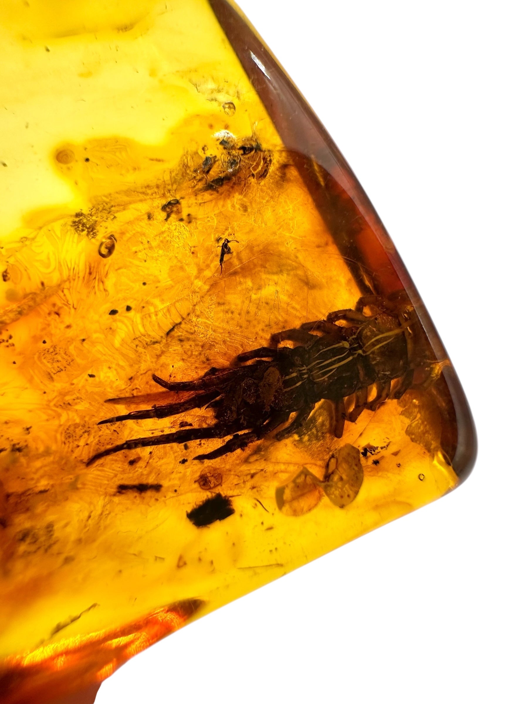 Insects in amber 4g – Lithuania