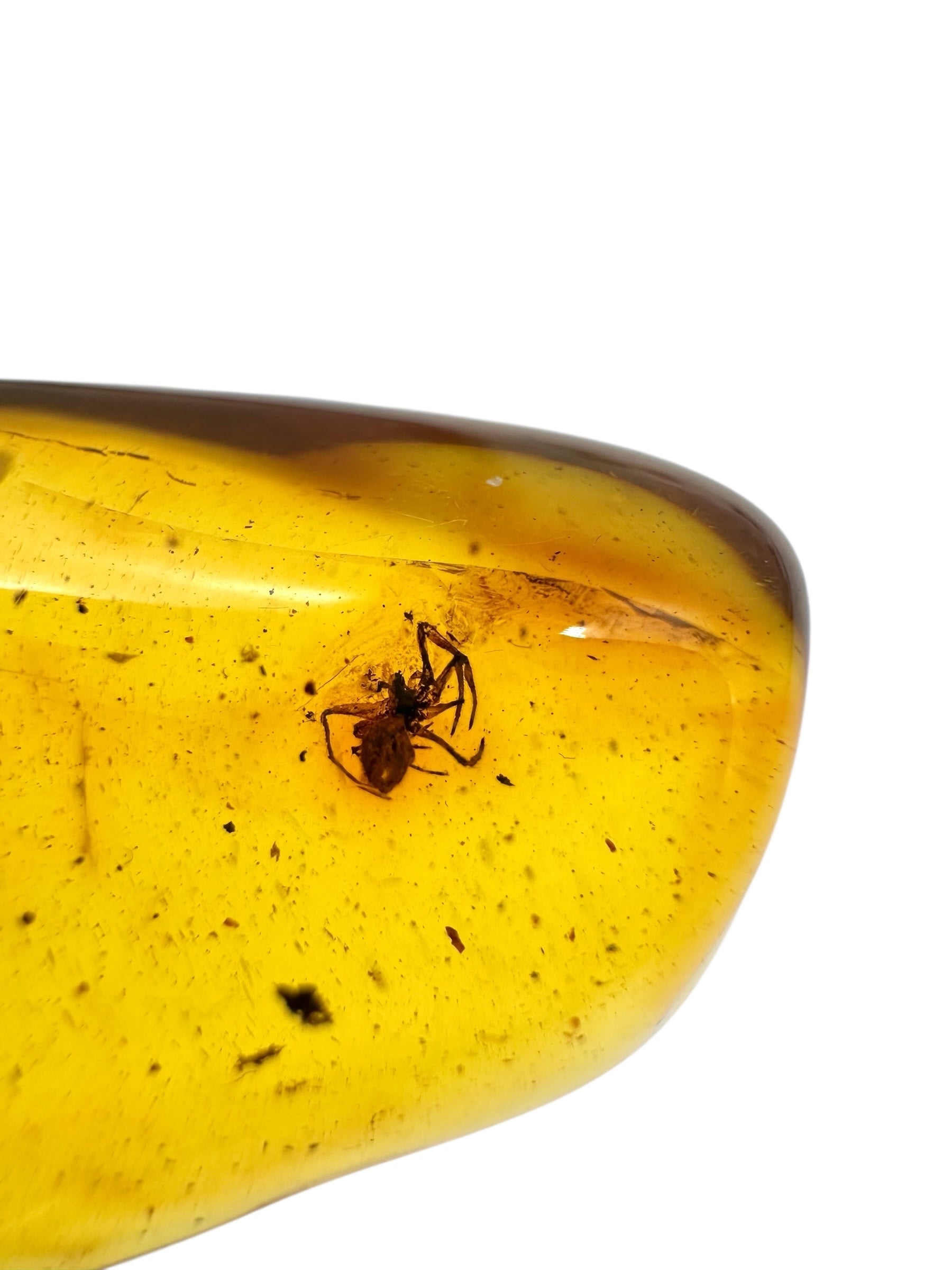 Insects in amber 5g – Lithuania