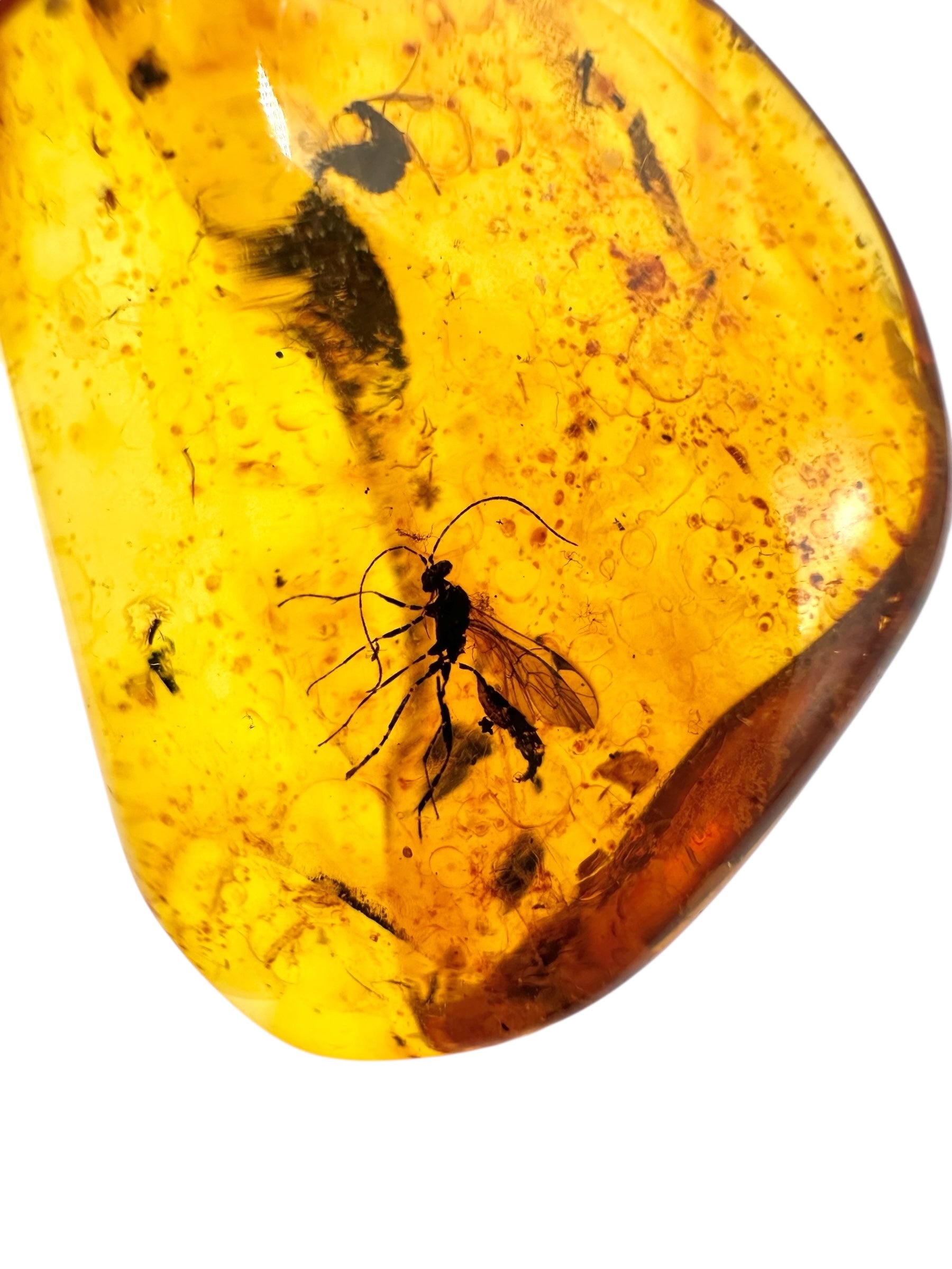 Insects in amber 3,8g – Lithuania - IJ119
