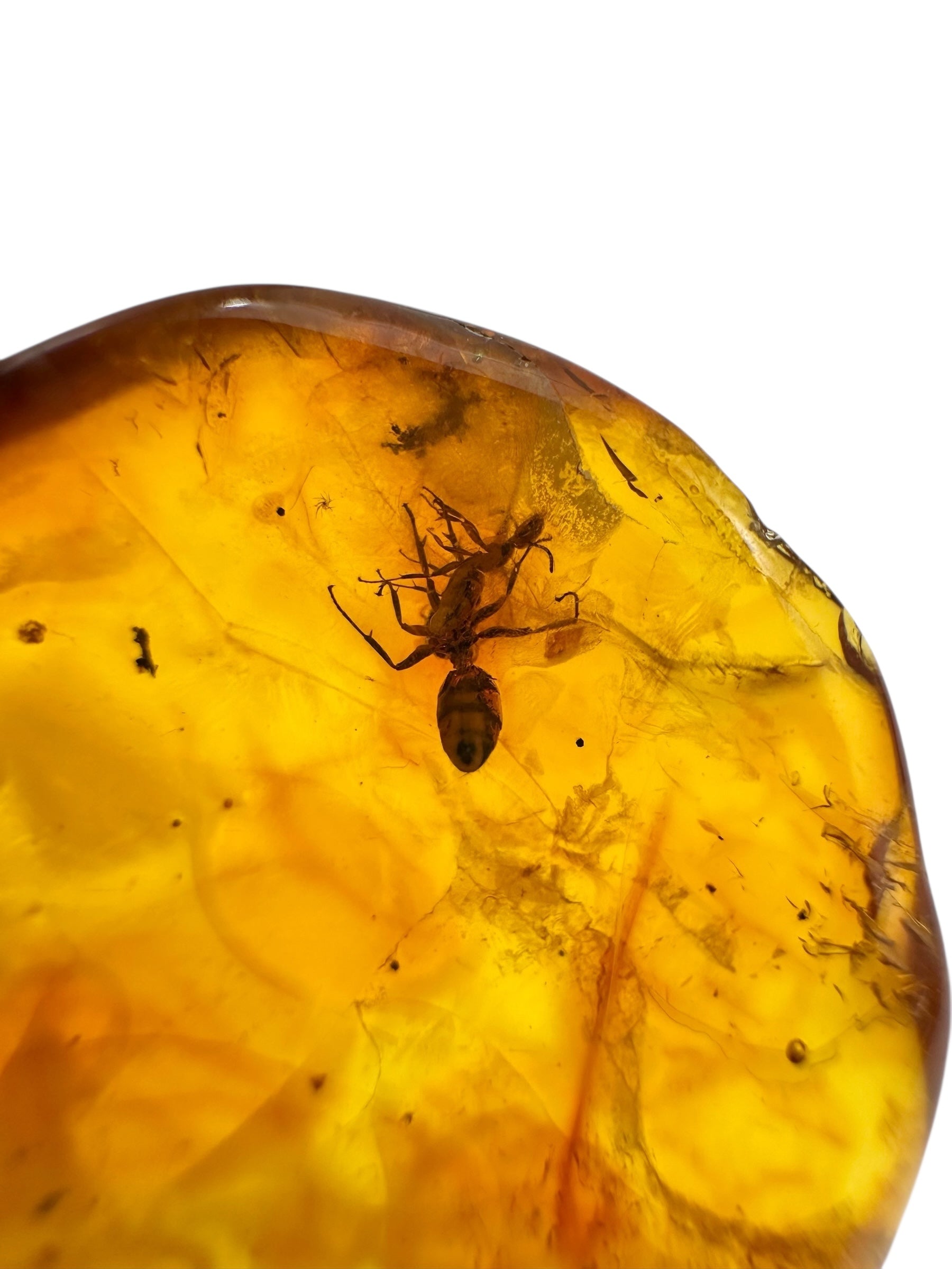 Insects in amber 1,8g – Lithuania - IJ121