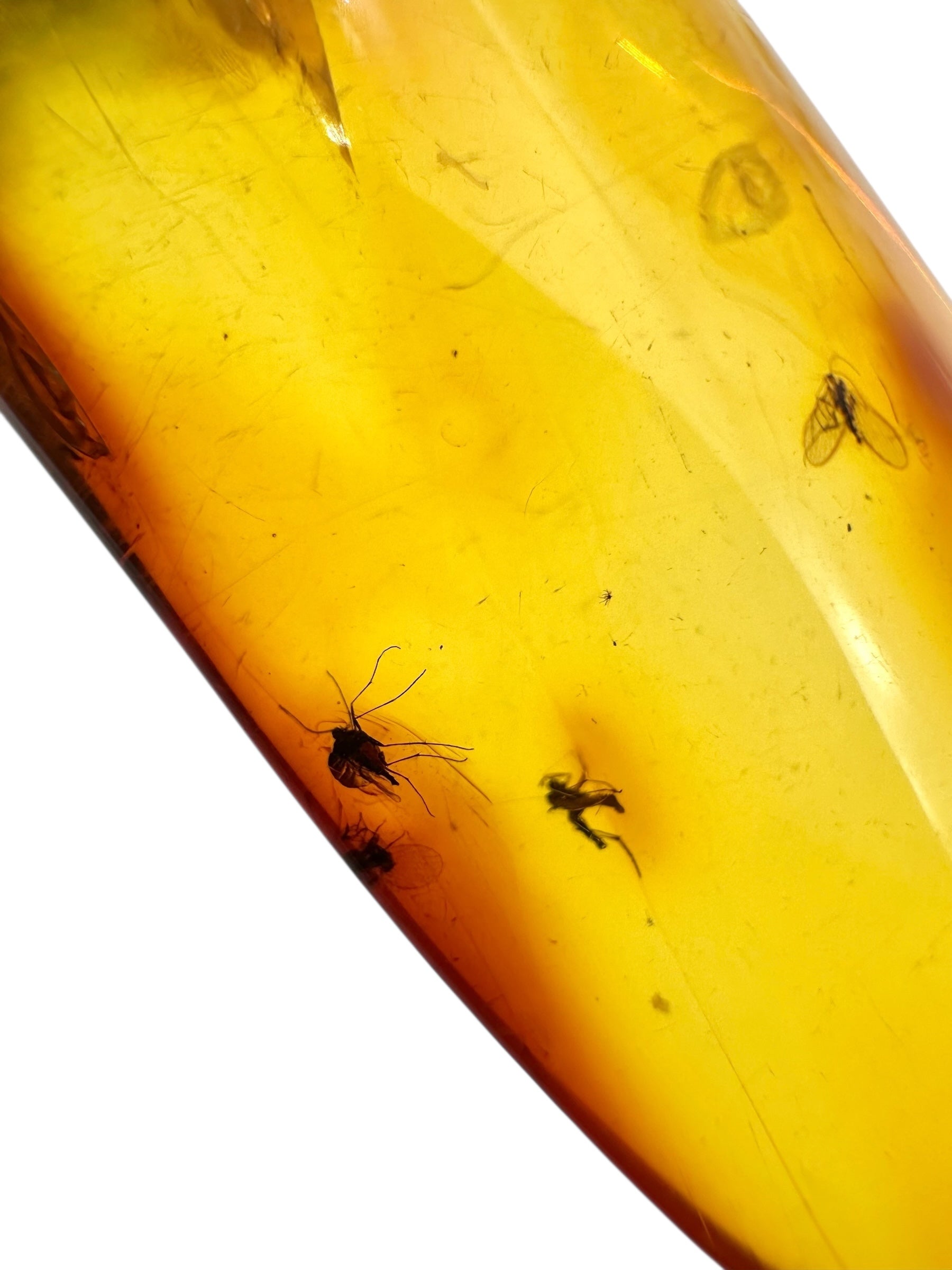 Insects in amber 9,8g – Lithuania - IJ122
