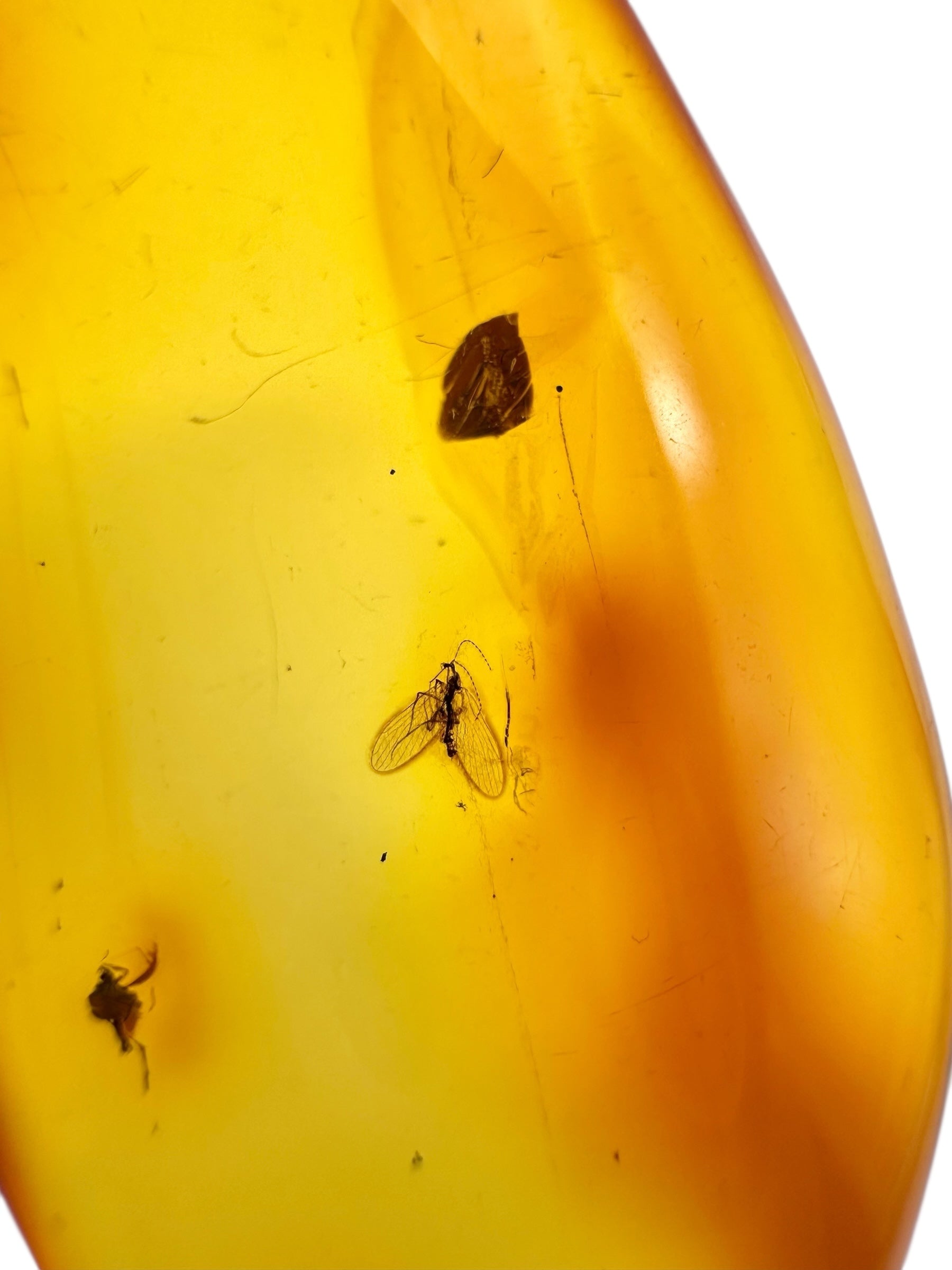 Insects in amber 9,8g – Lithuania