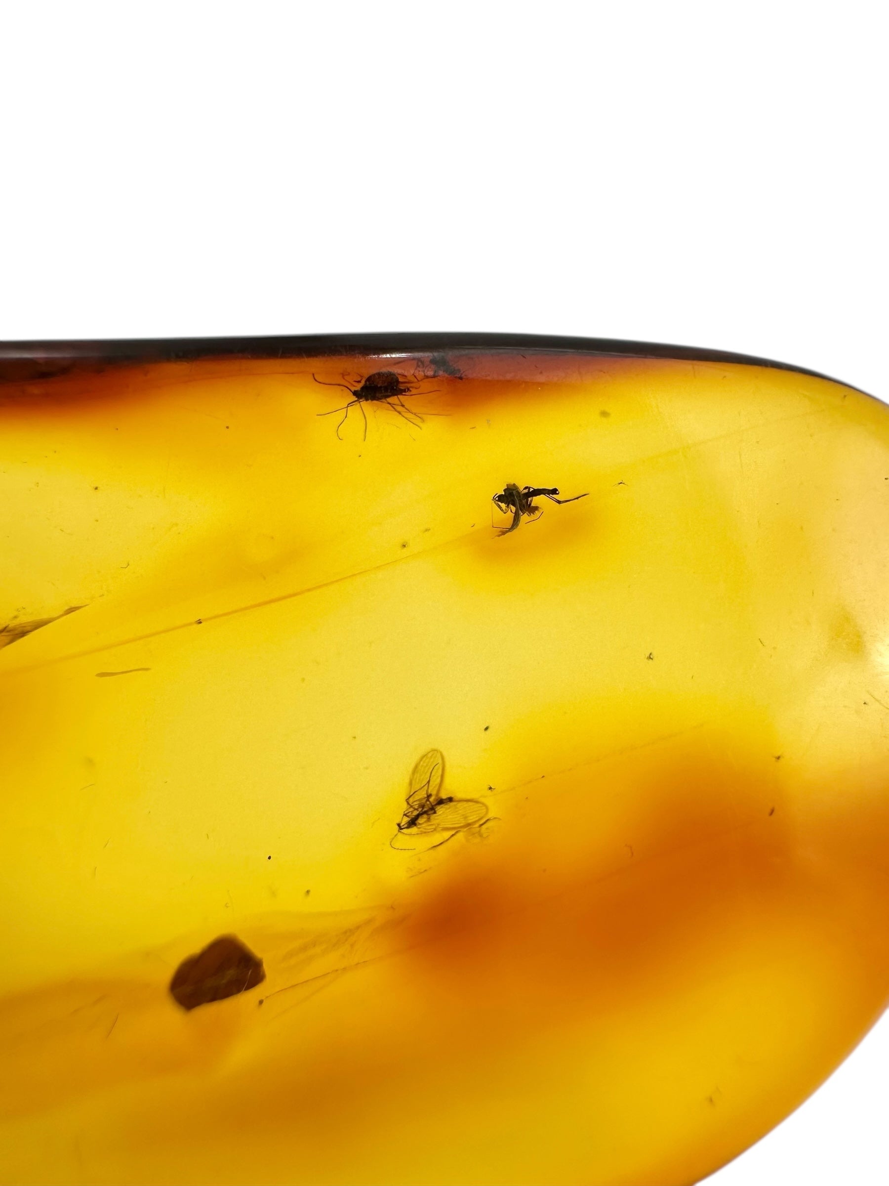 Insects in amber 9,8g – Lithuania - IJ122