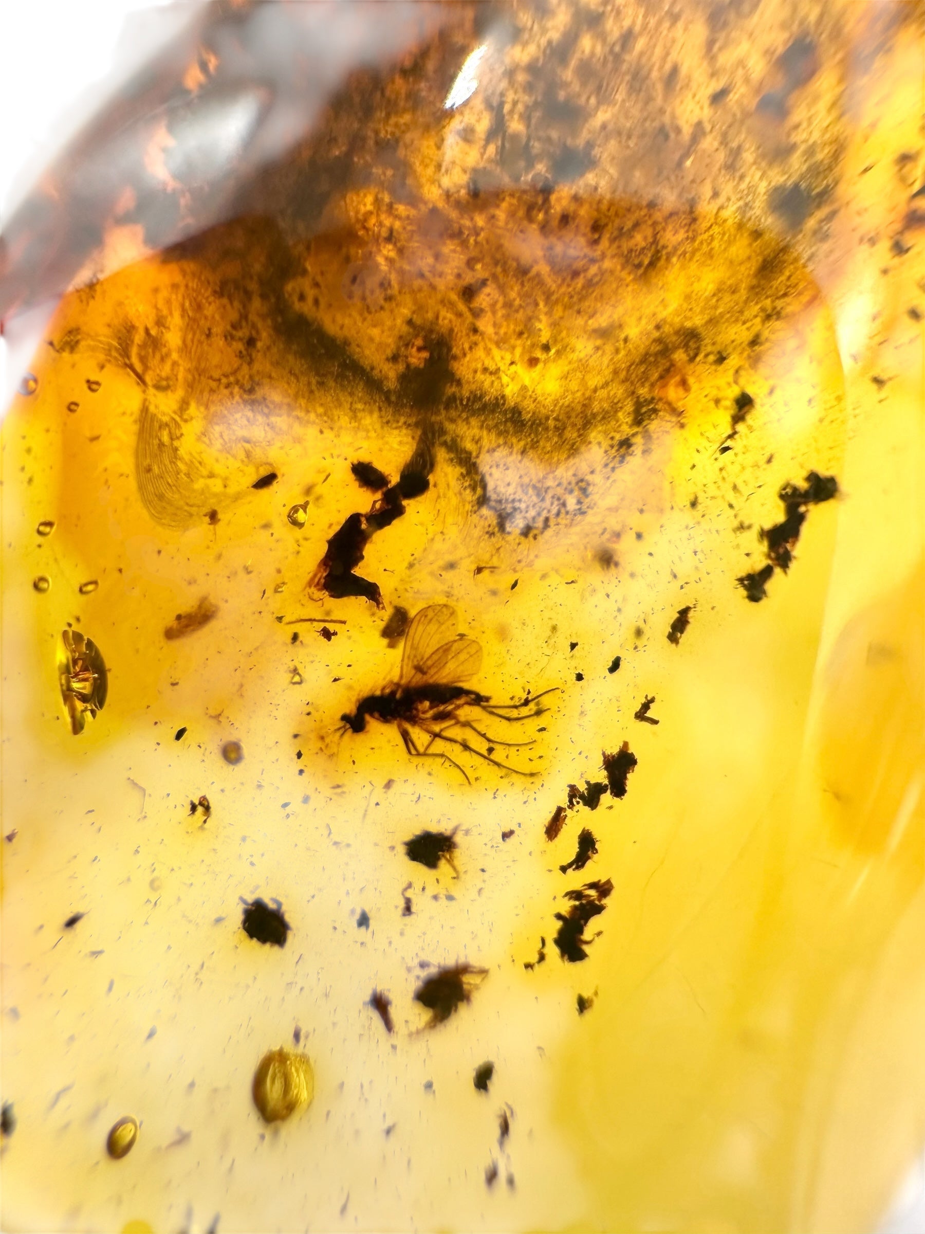 Insects in amber 11,1g – Lithuania
