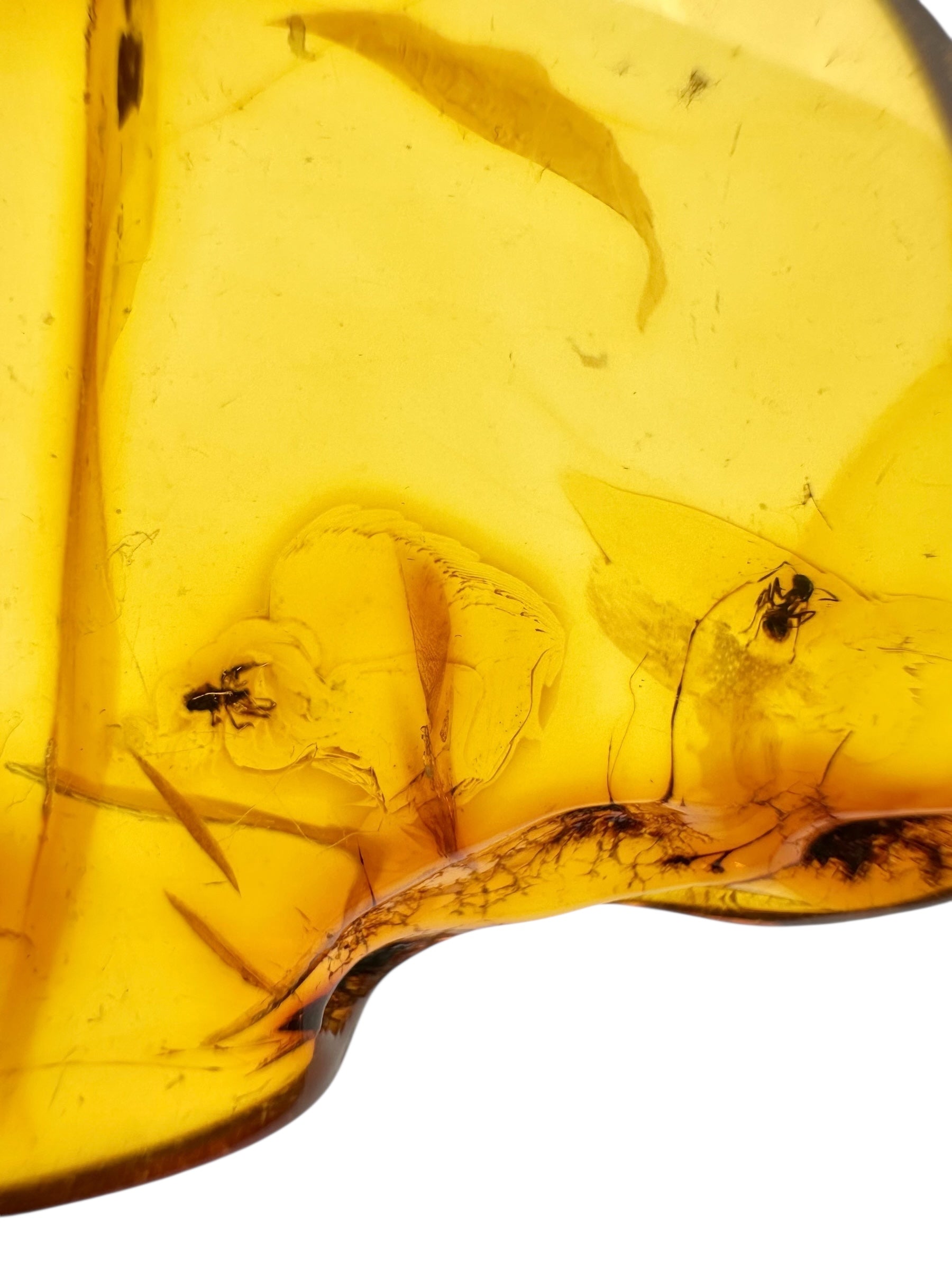 Insects in amber 9,7g – Lithuania - IJ125