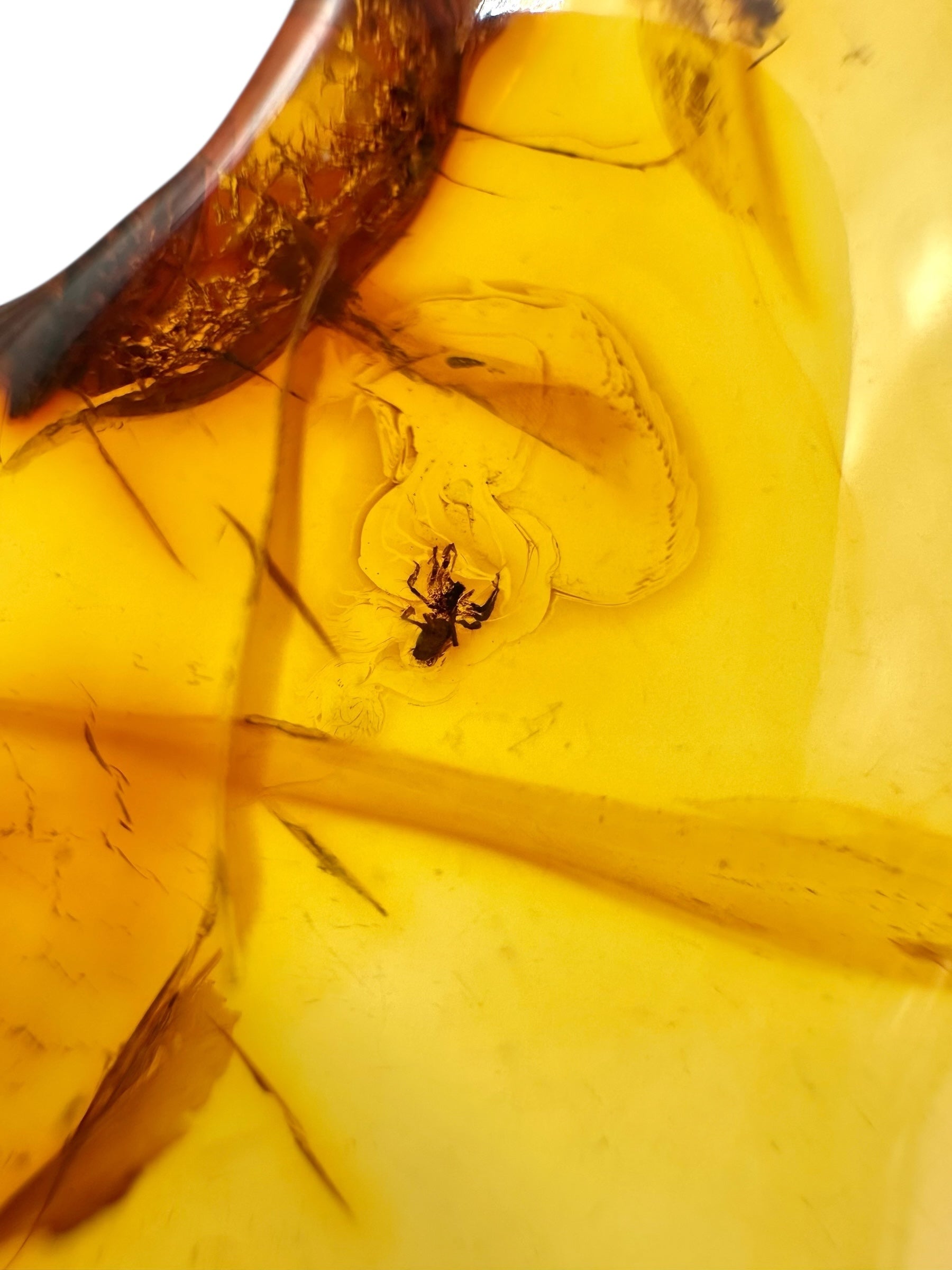Insects in amber 9,7g – Lithuania - IJ125
