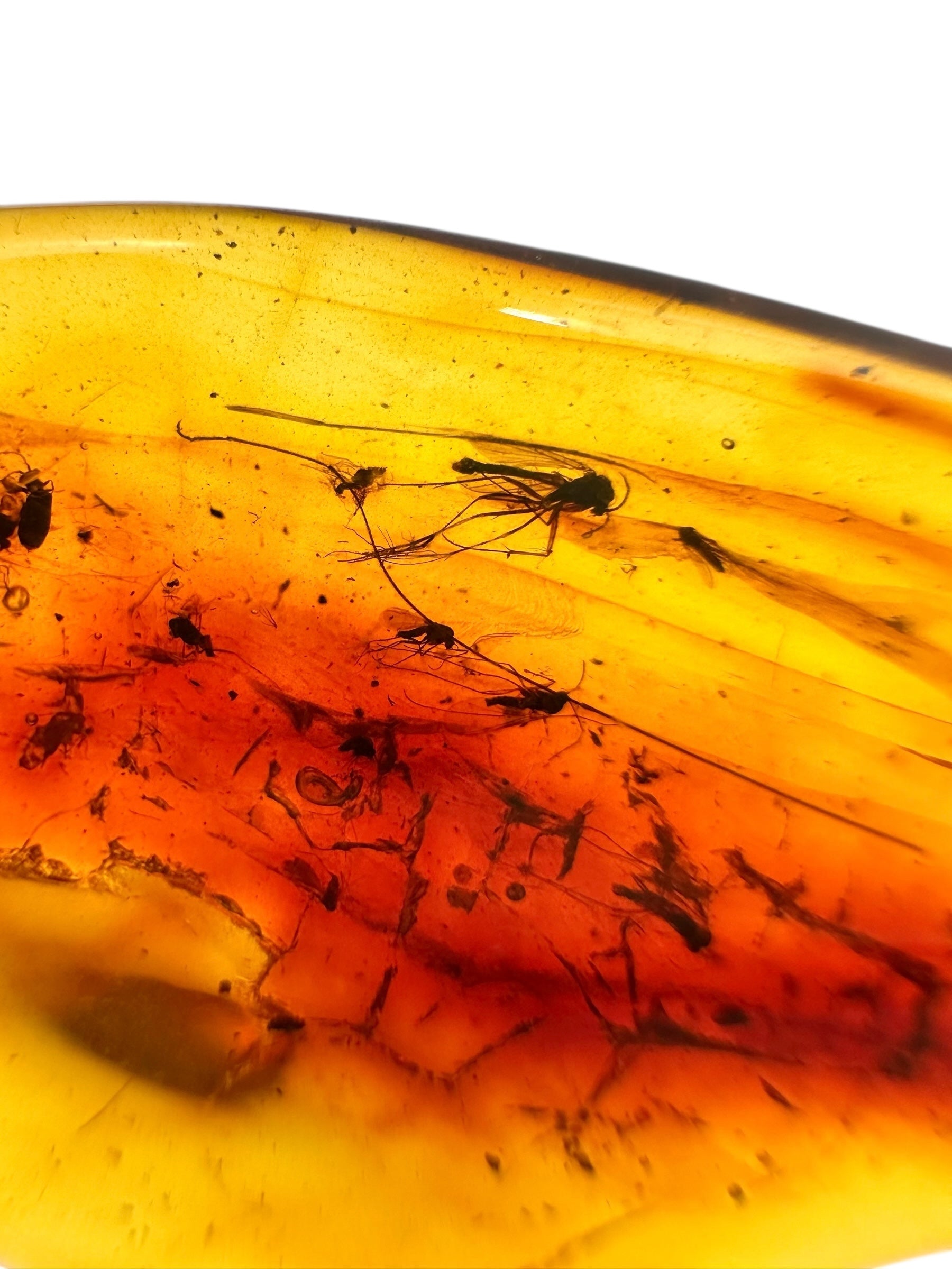Insects in amber 3,1g – Lithuania - IJ126