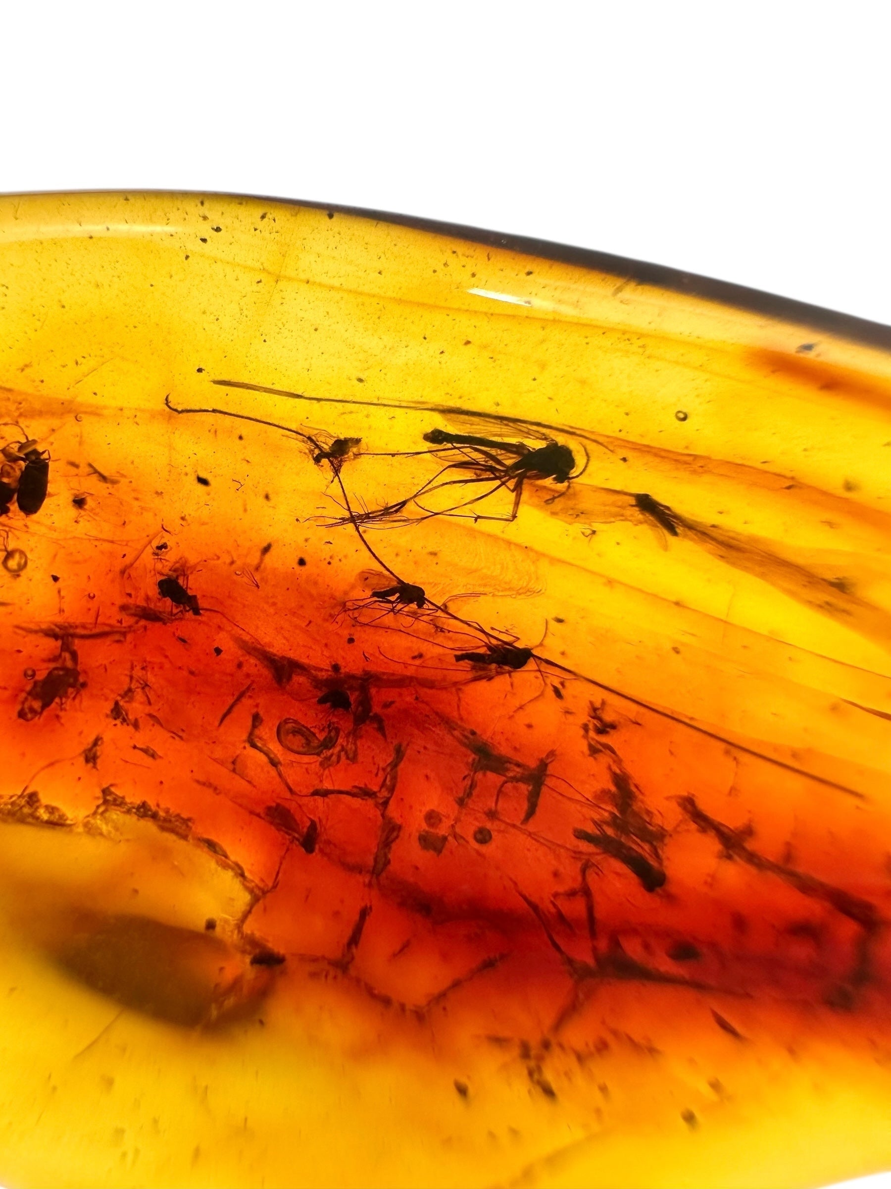 Insects in amber 3,1g – Lithuania - IJ126