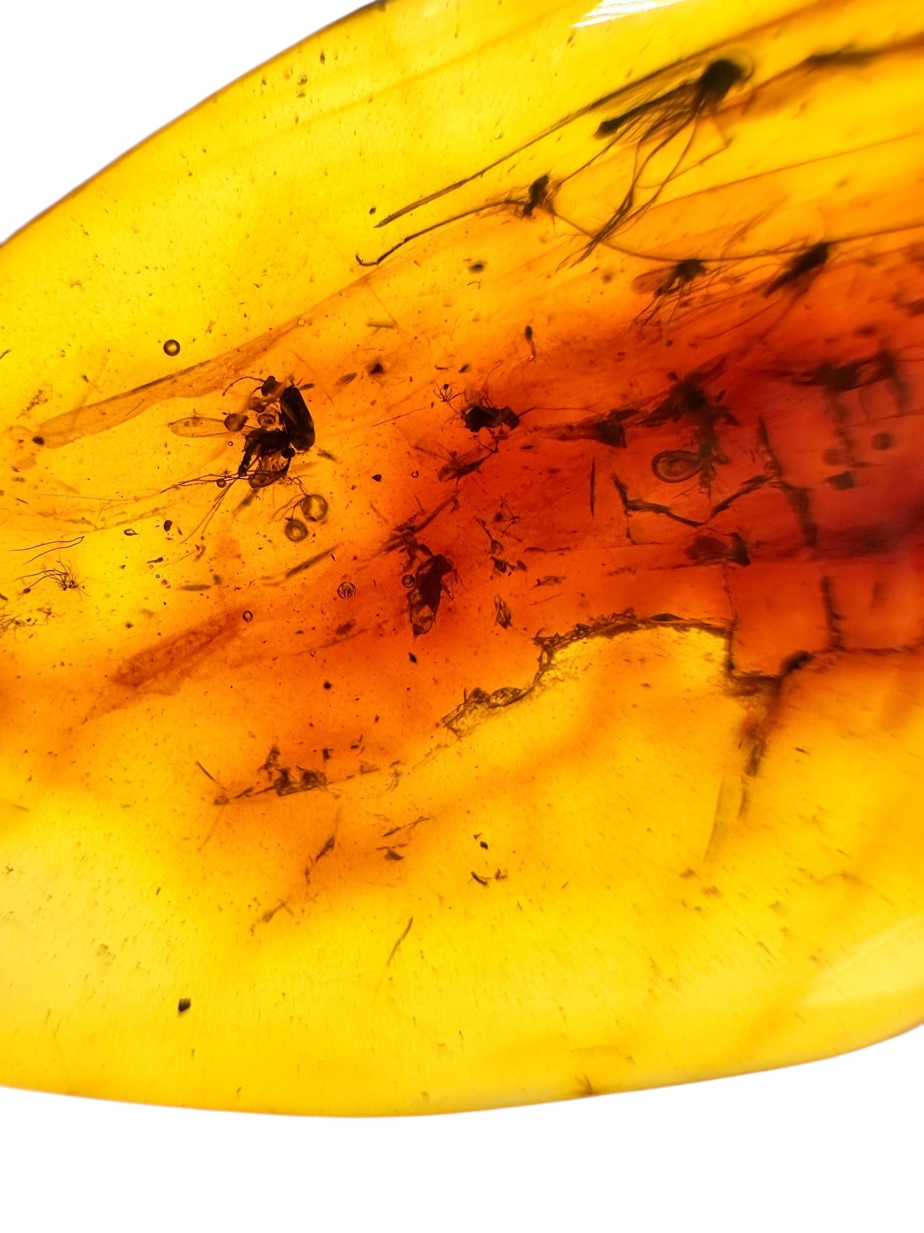 Insects in amber 3,1g – Lithuania - IJ126