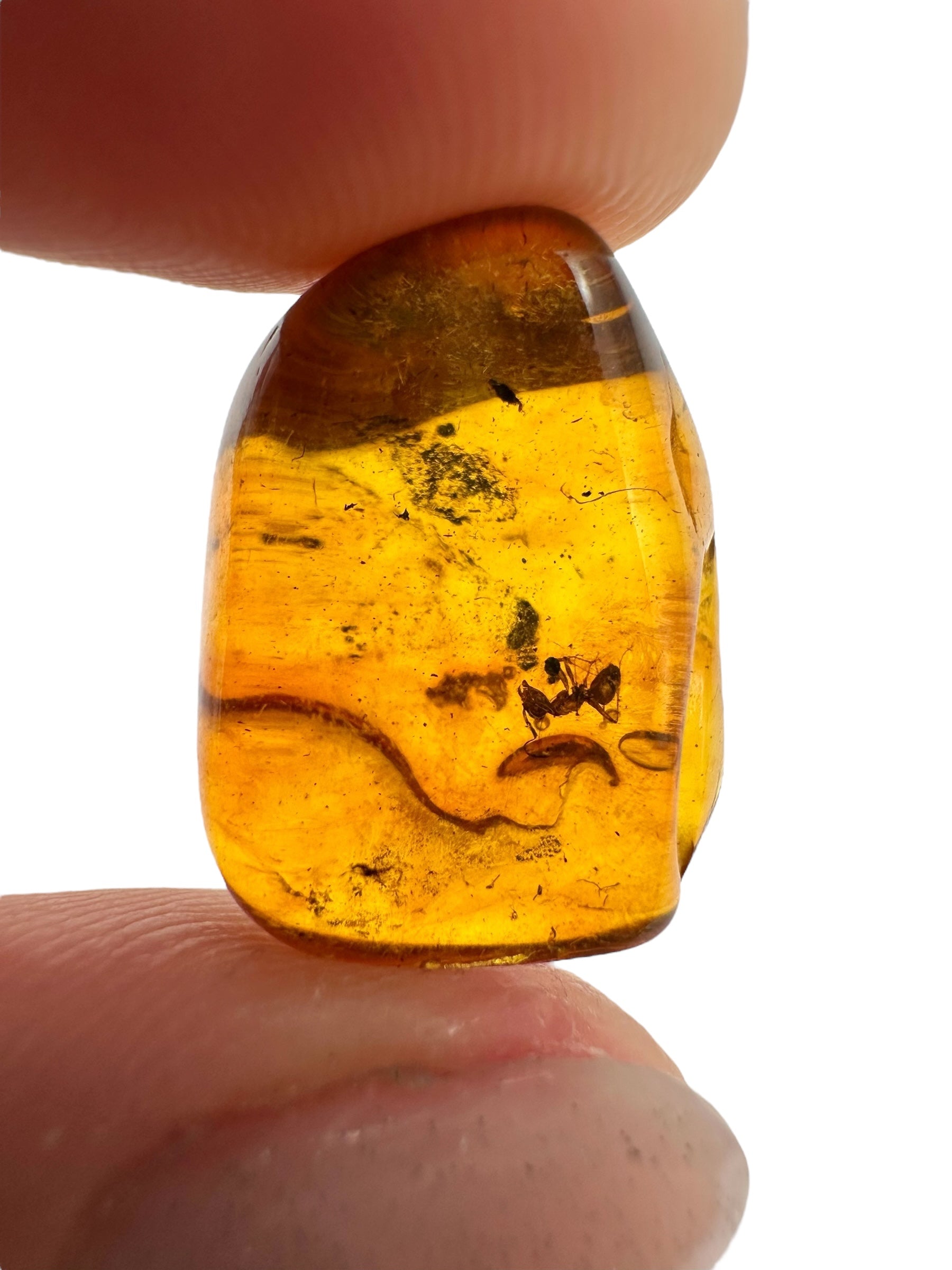 Insects in amber 1,4g – Lithuania – ant