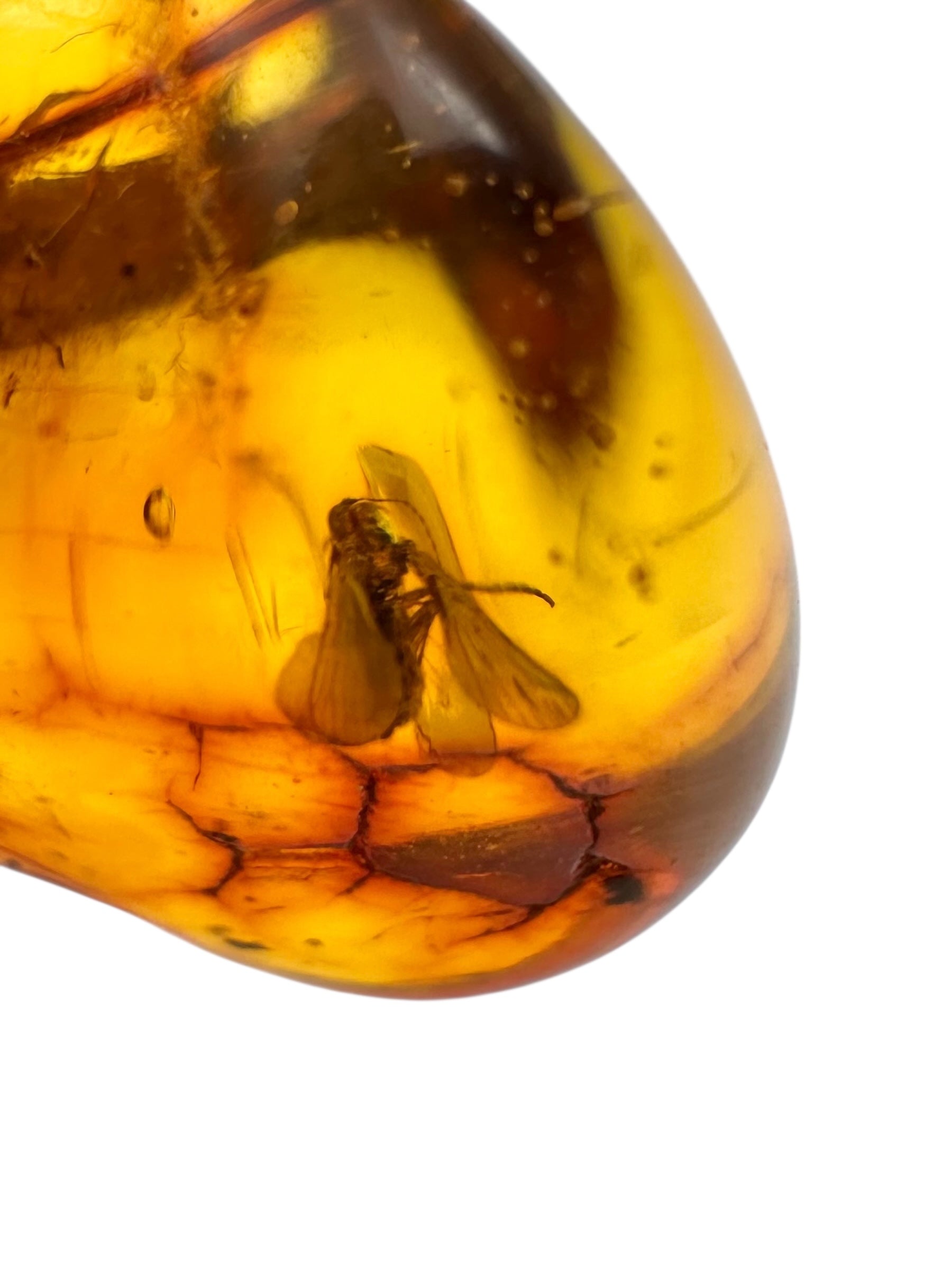 Insects in amber 1,3g – Lithuania - IJ133