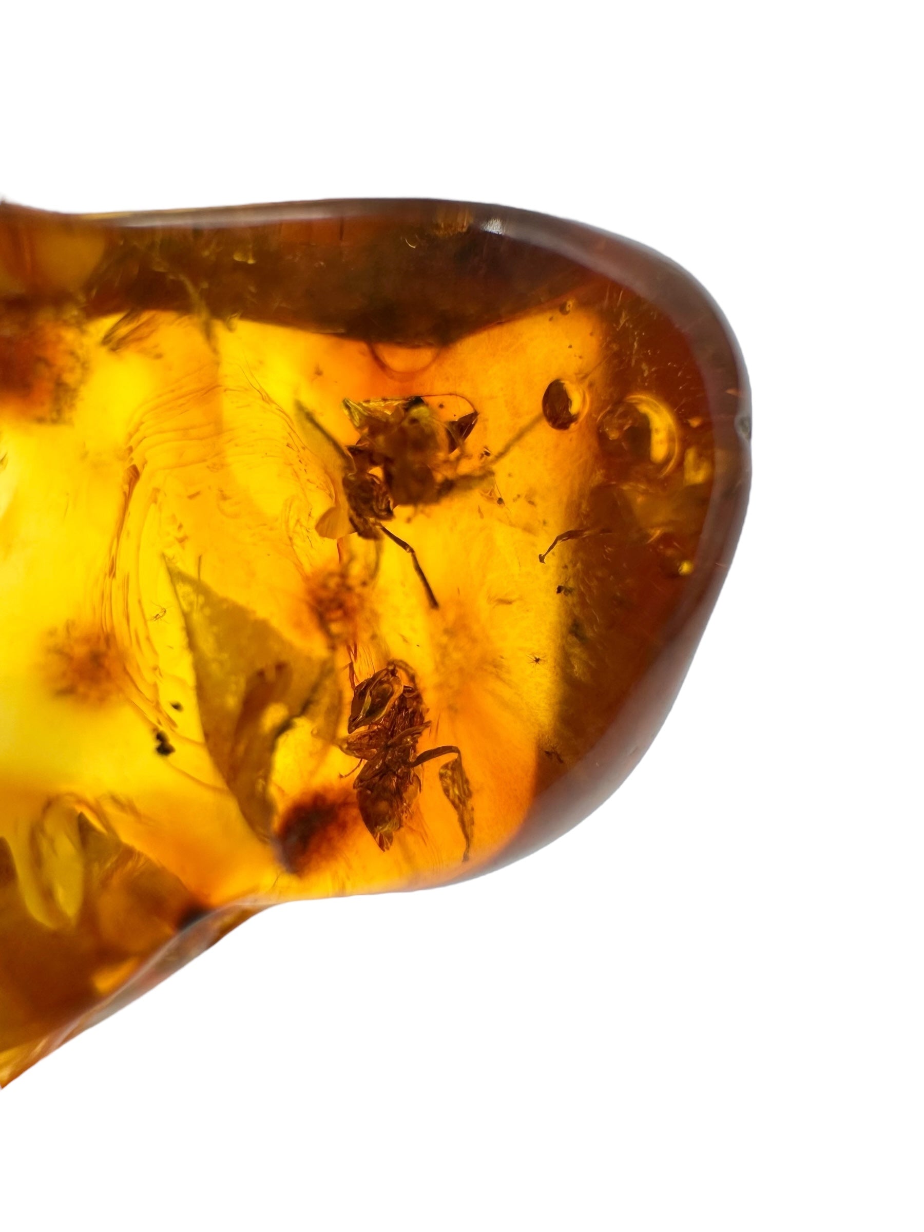 Insects in amber 2g – Lithuania - IJ135