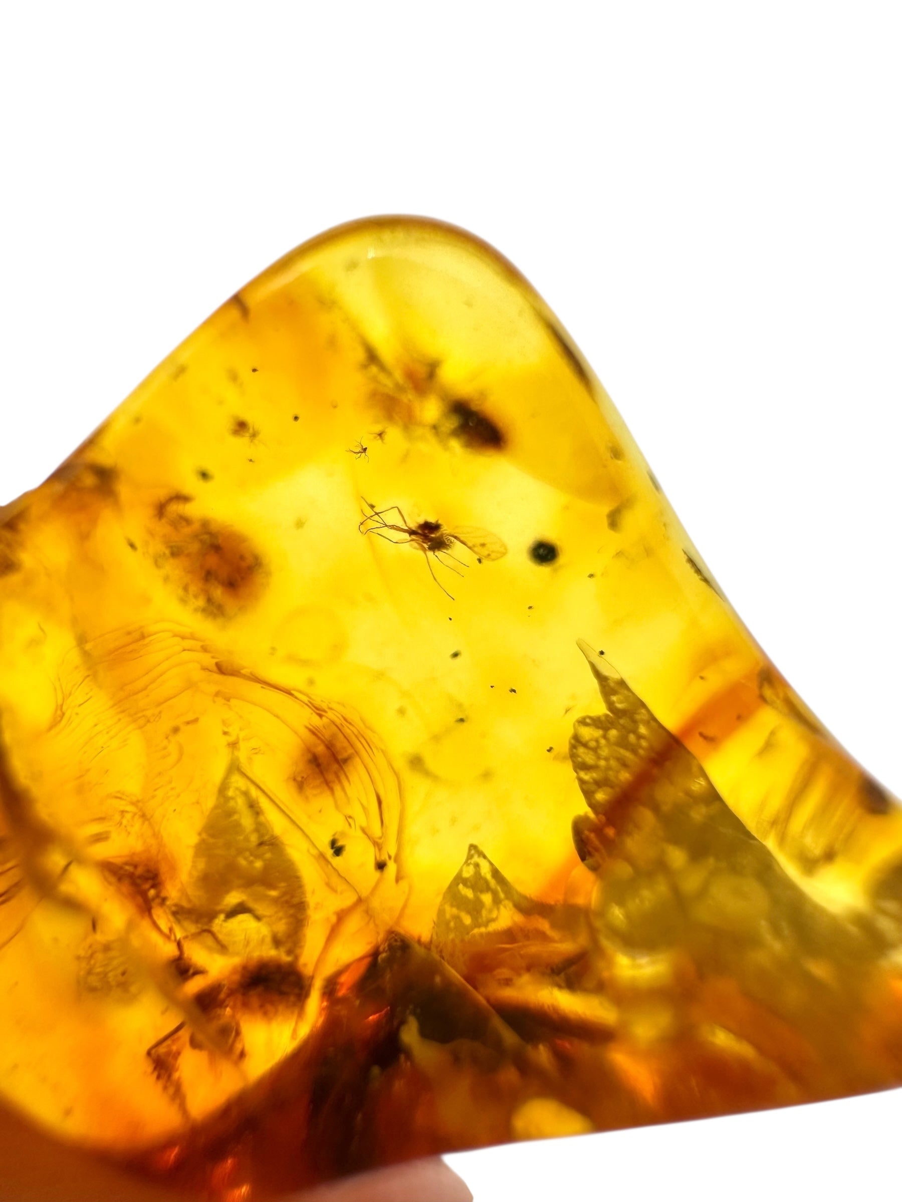 Insects in amber 2g – Lithuania - IJ135