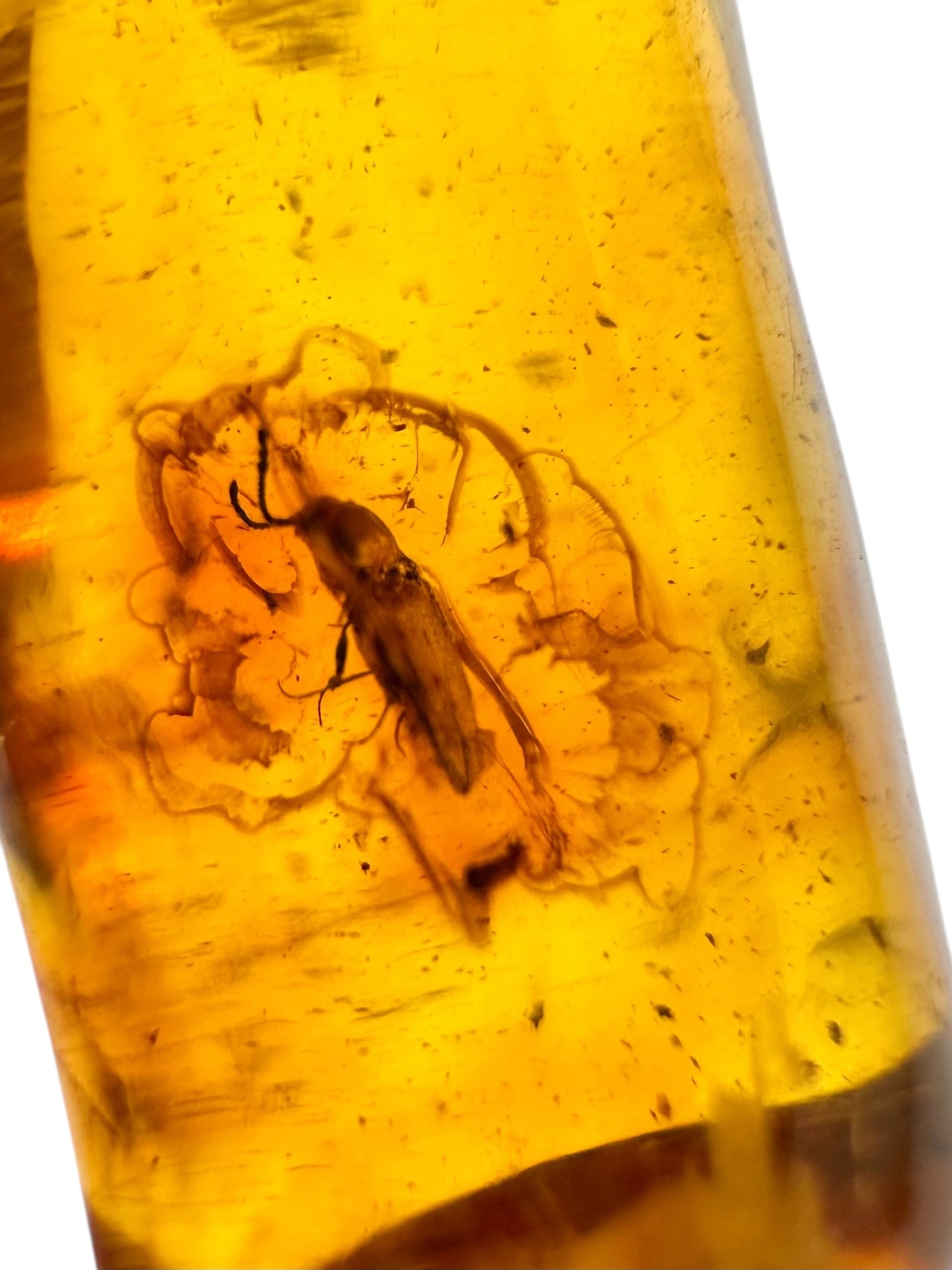 Insects in amber 2,5g – Lithuania - IJ138