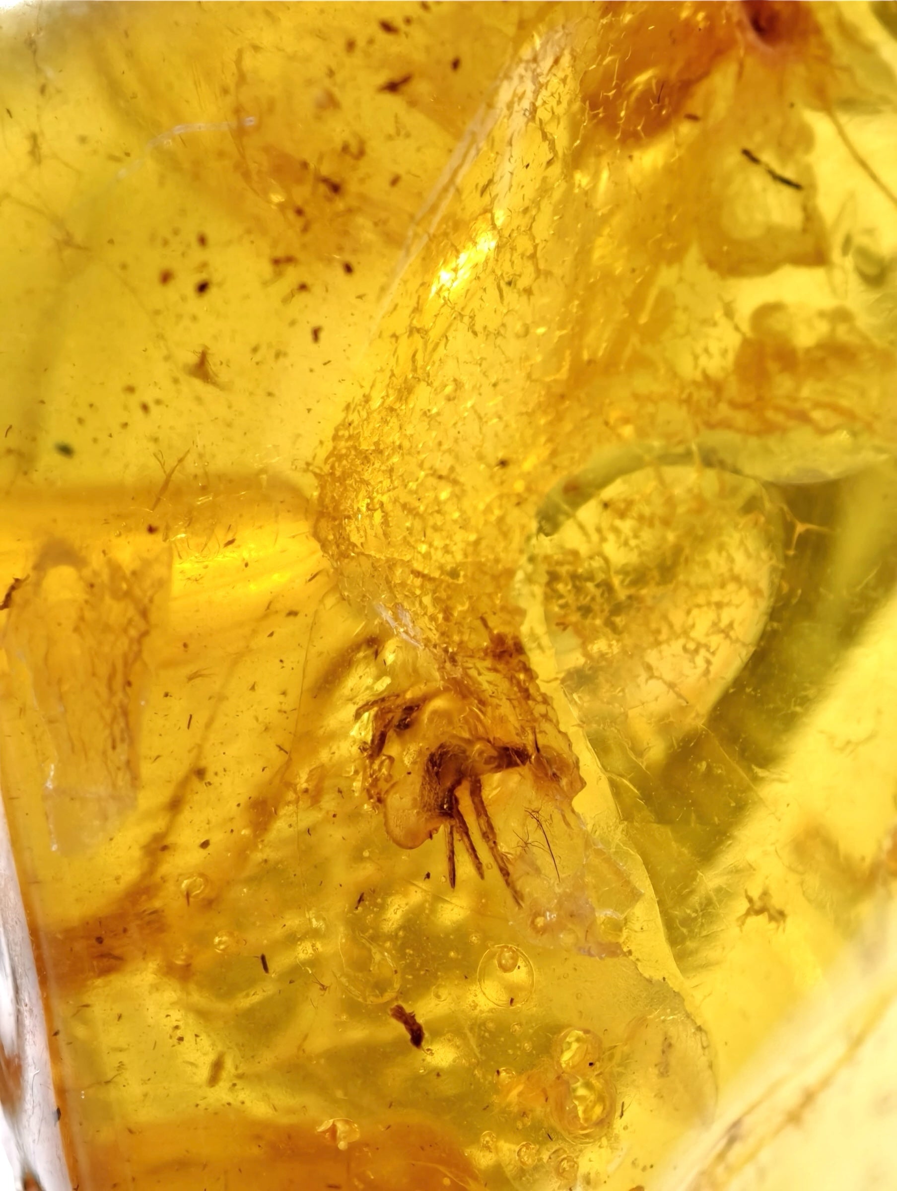 Insects in amber – Lithuania – 10,6g - IJ152