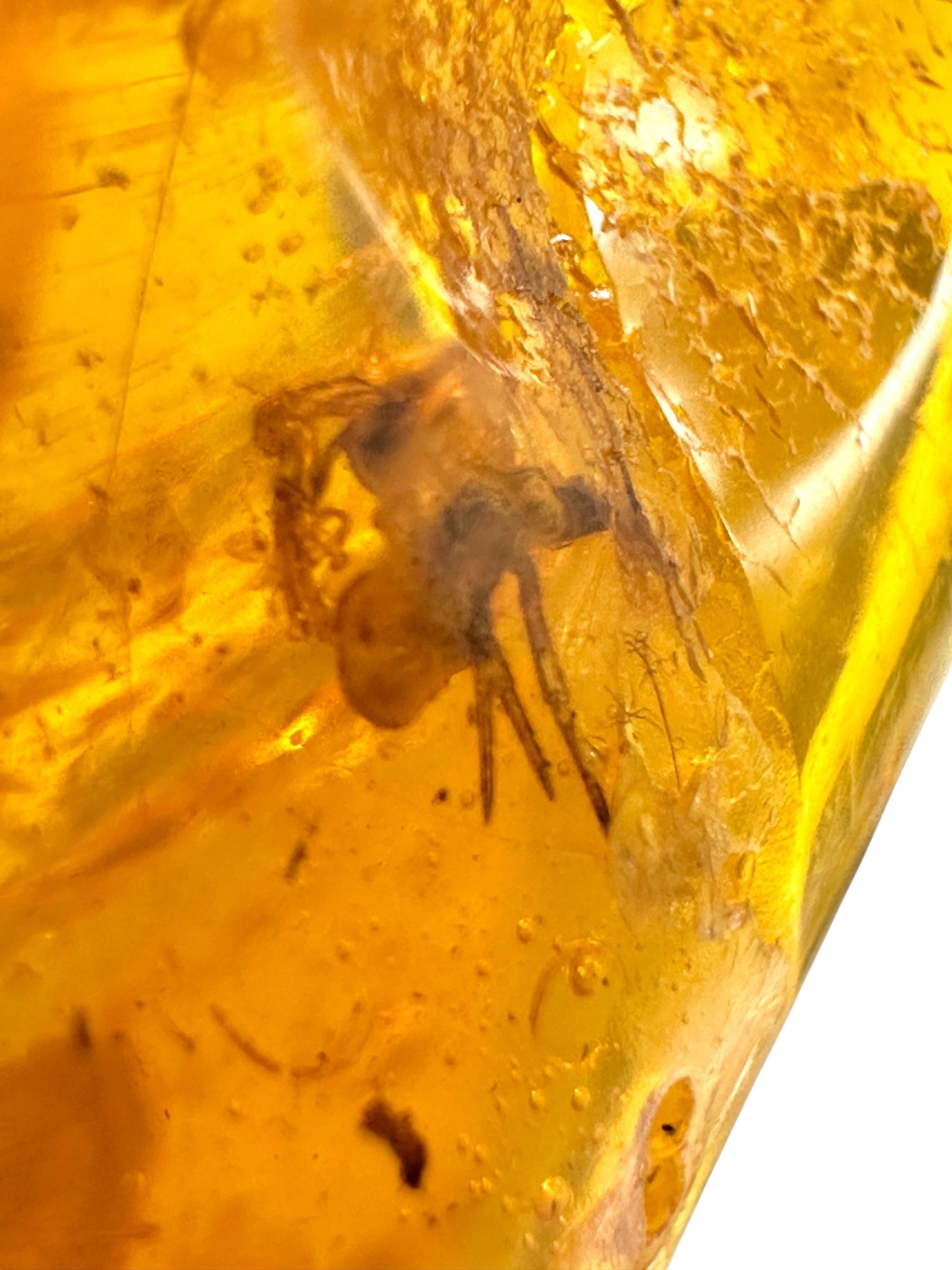 Insects in amber – Lithuania – 10,6g - IJ152