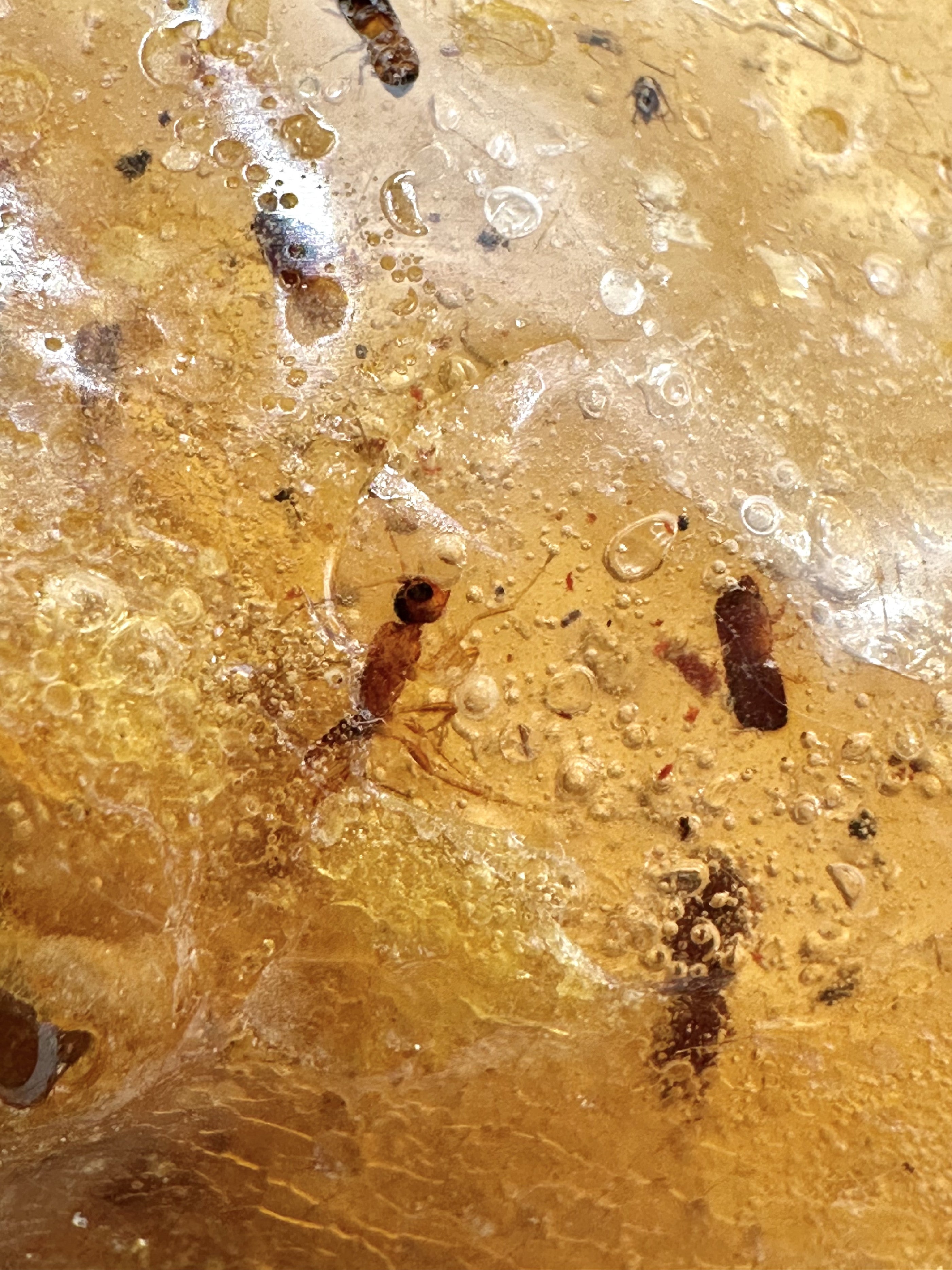 Insects in young amber (copal) 28,5g – Colombia - IK02