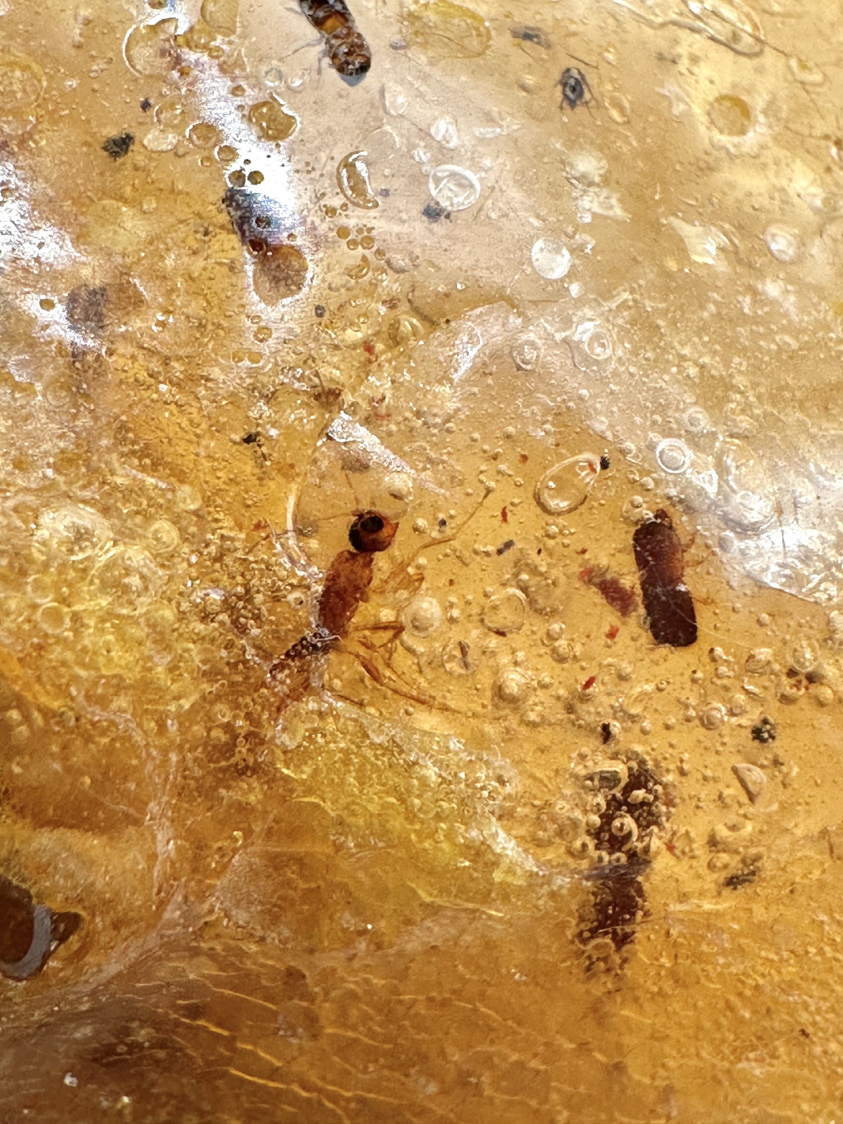 Insects in young amber (copal) 28,5g – Colombia - IK02