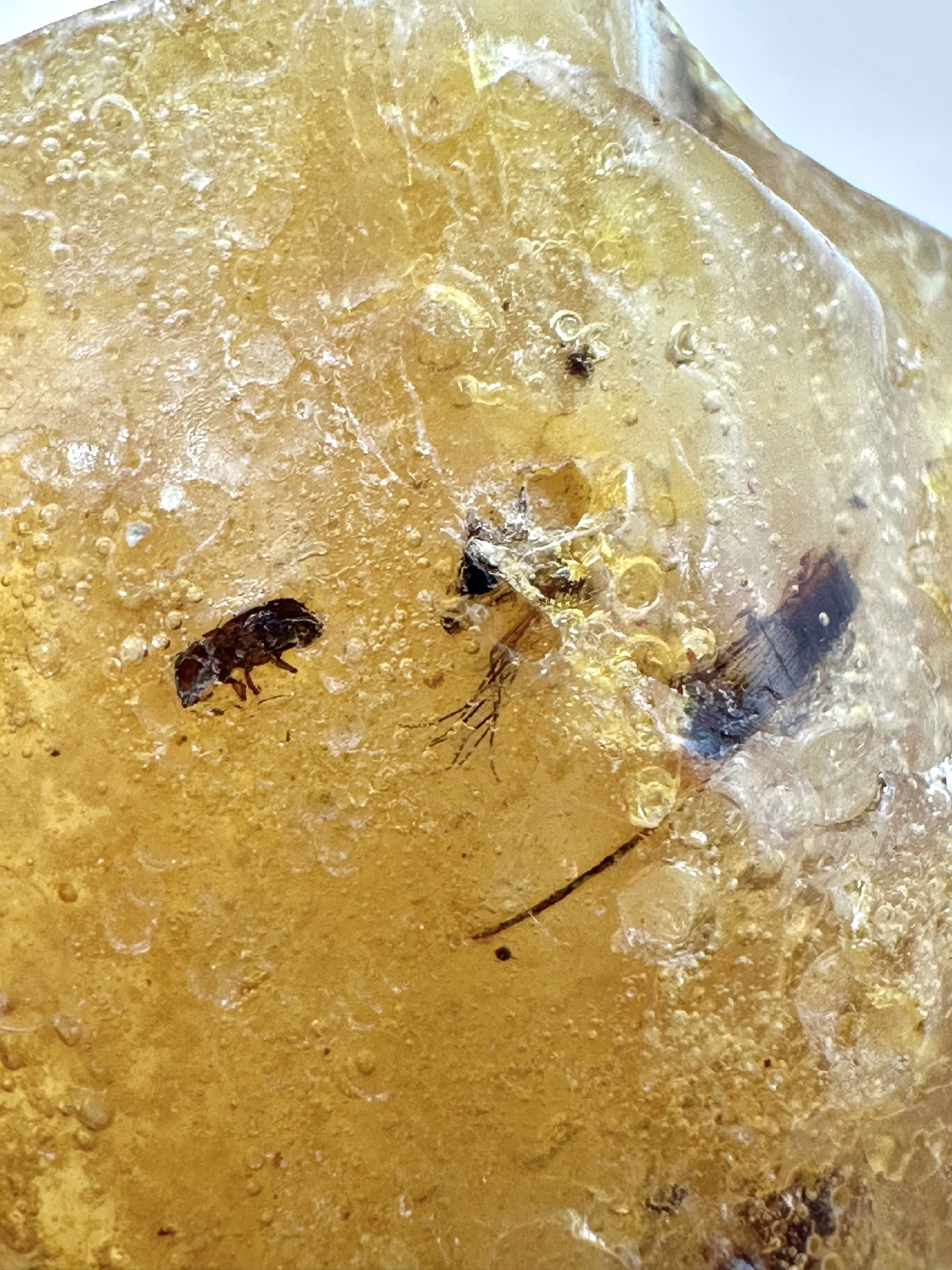 Insects in young amber (copal) 28,5g – Colombia - IK02