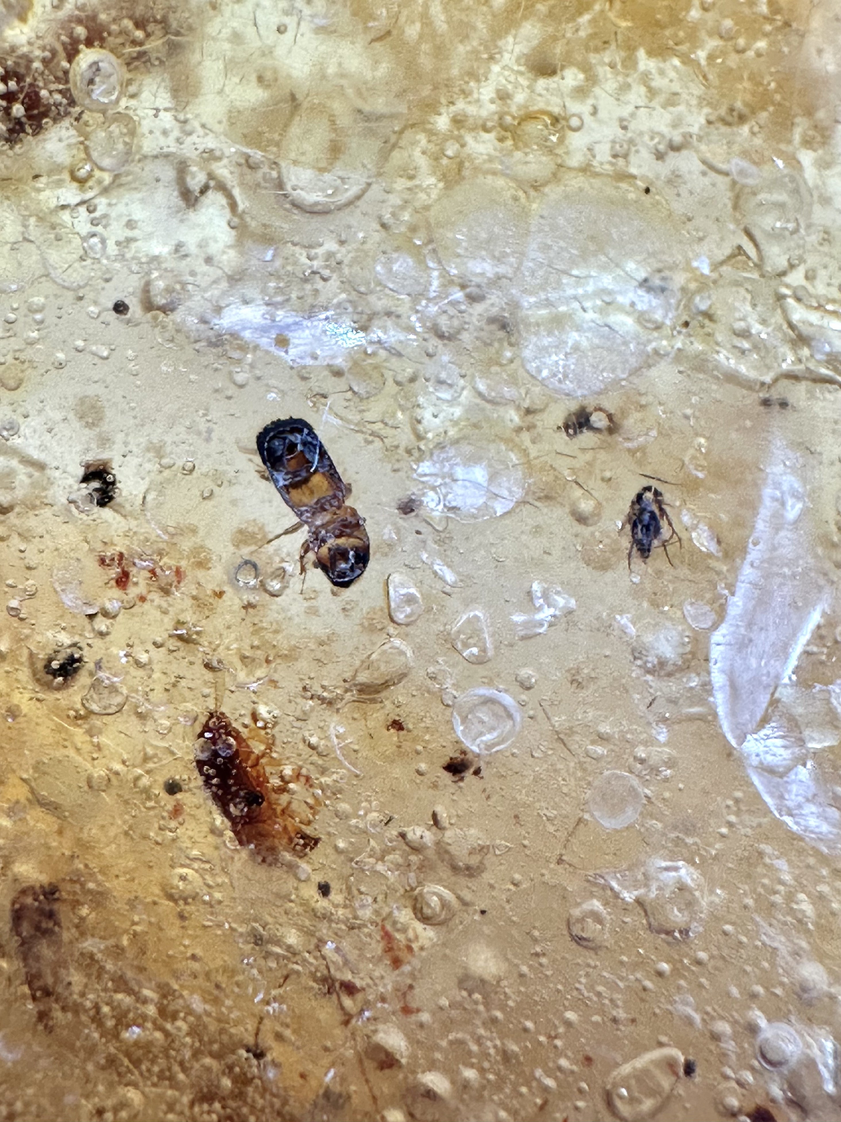 Insects in young amber (copal) 28,5g – Colombia - IK02