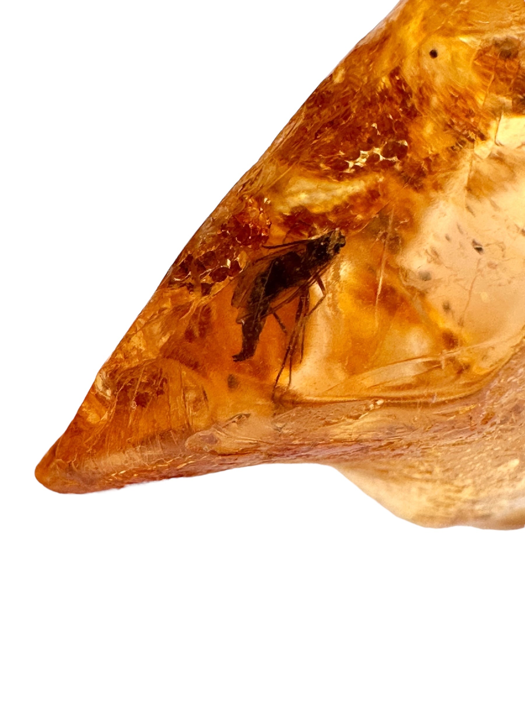 Insects in young amber (copal) 14,4g – Colombia - IK03