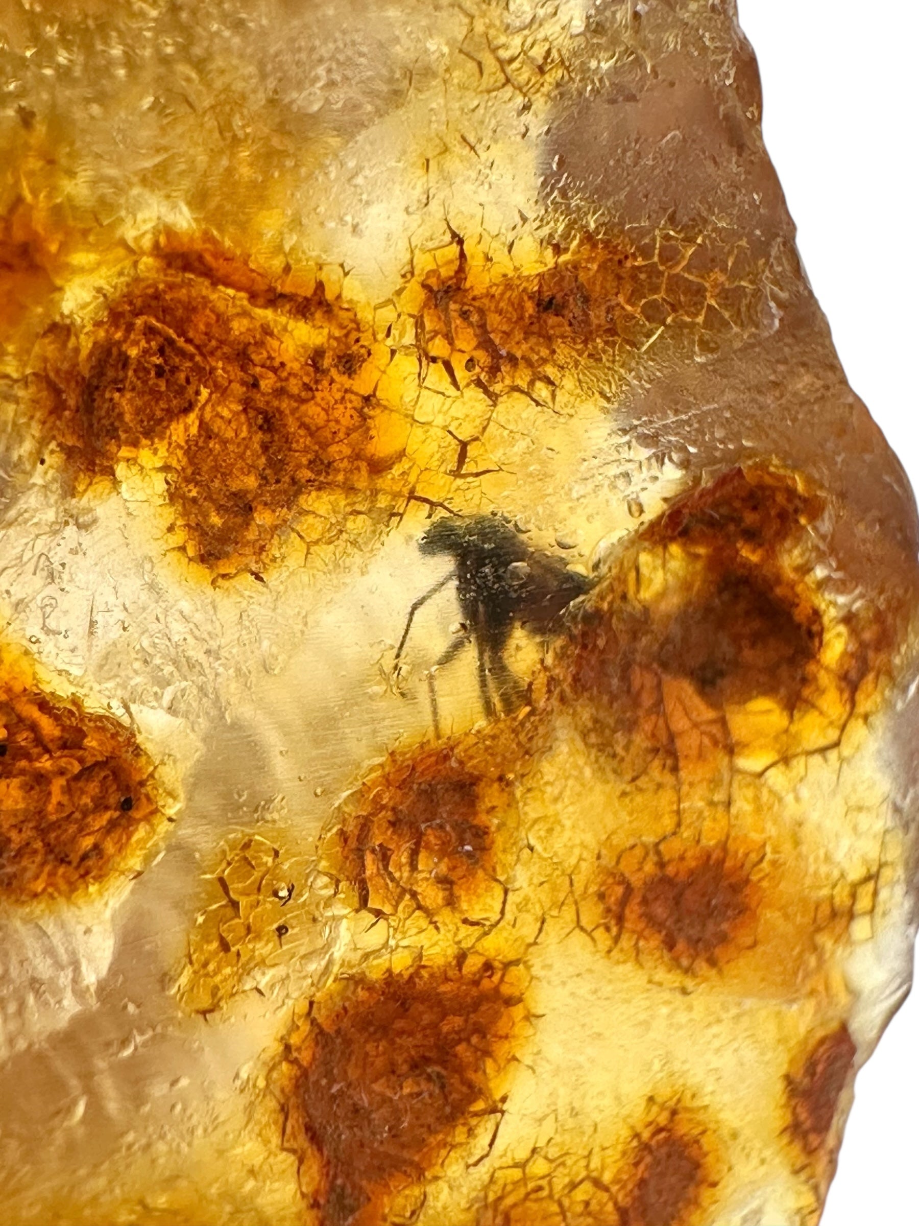 Insects in young amber (copal) 14,4g – Colombia - IK03