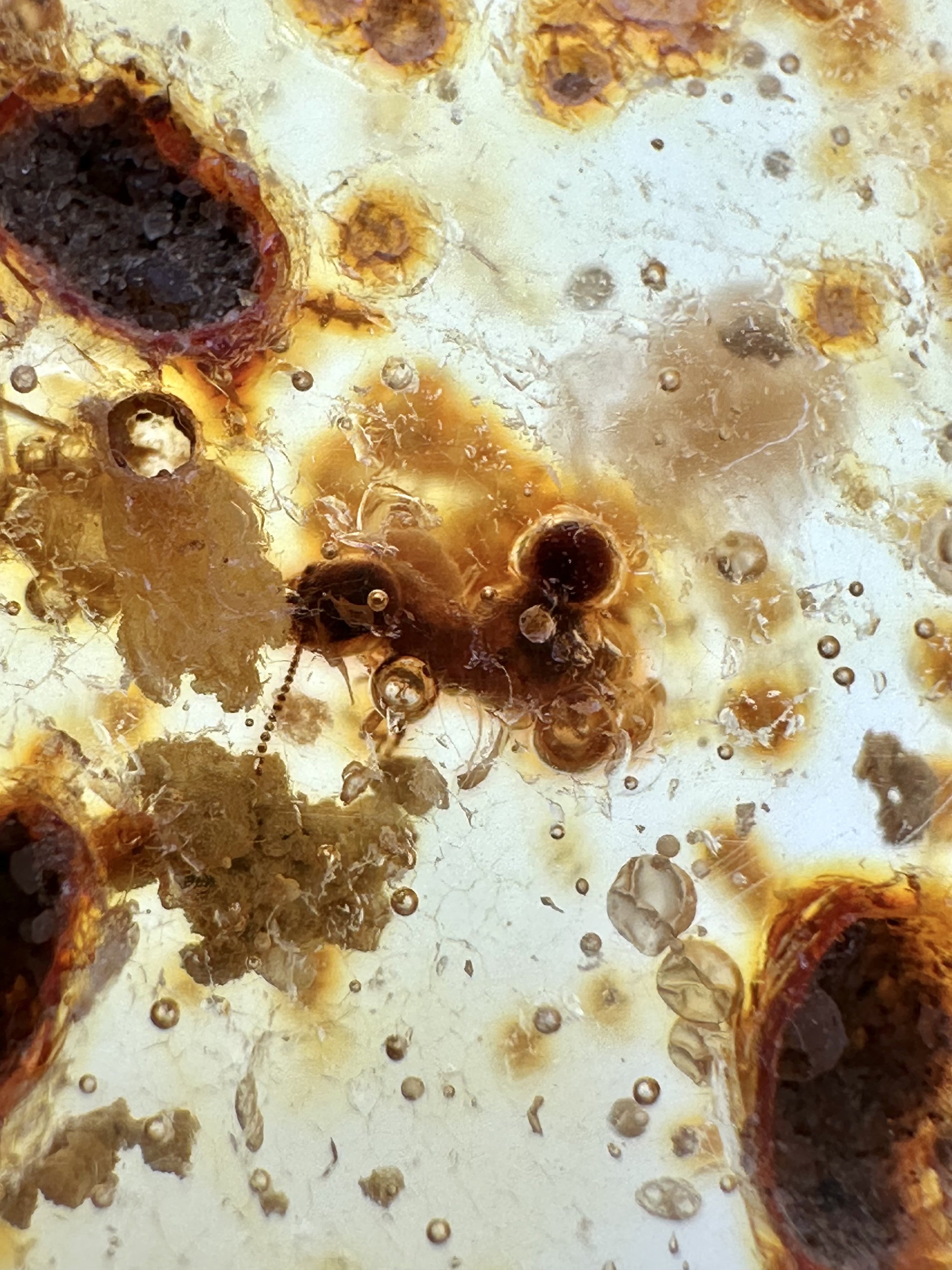 Insects in young amber (copal) 17,1g – Colombia - IK04