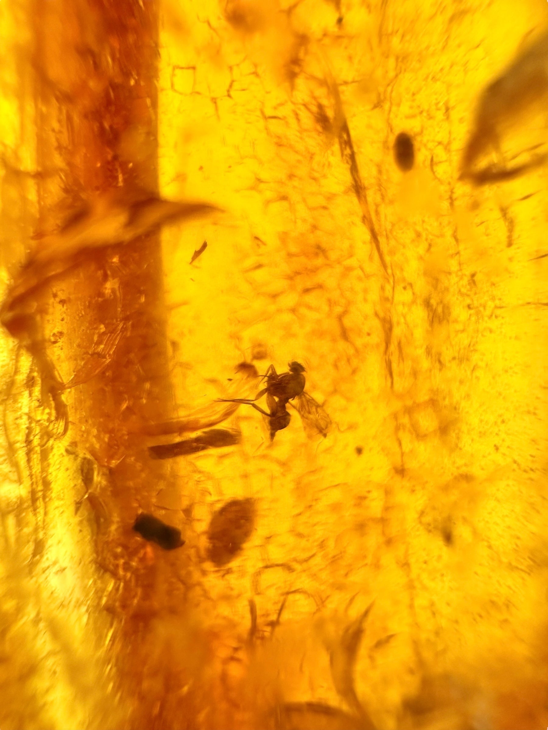 Insects in young amber (copal) 18,1g – Colombia - IK05