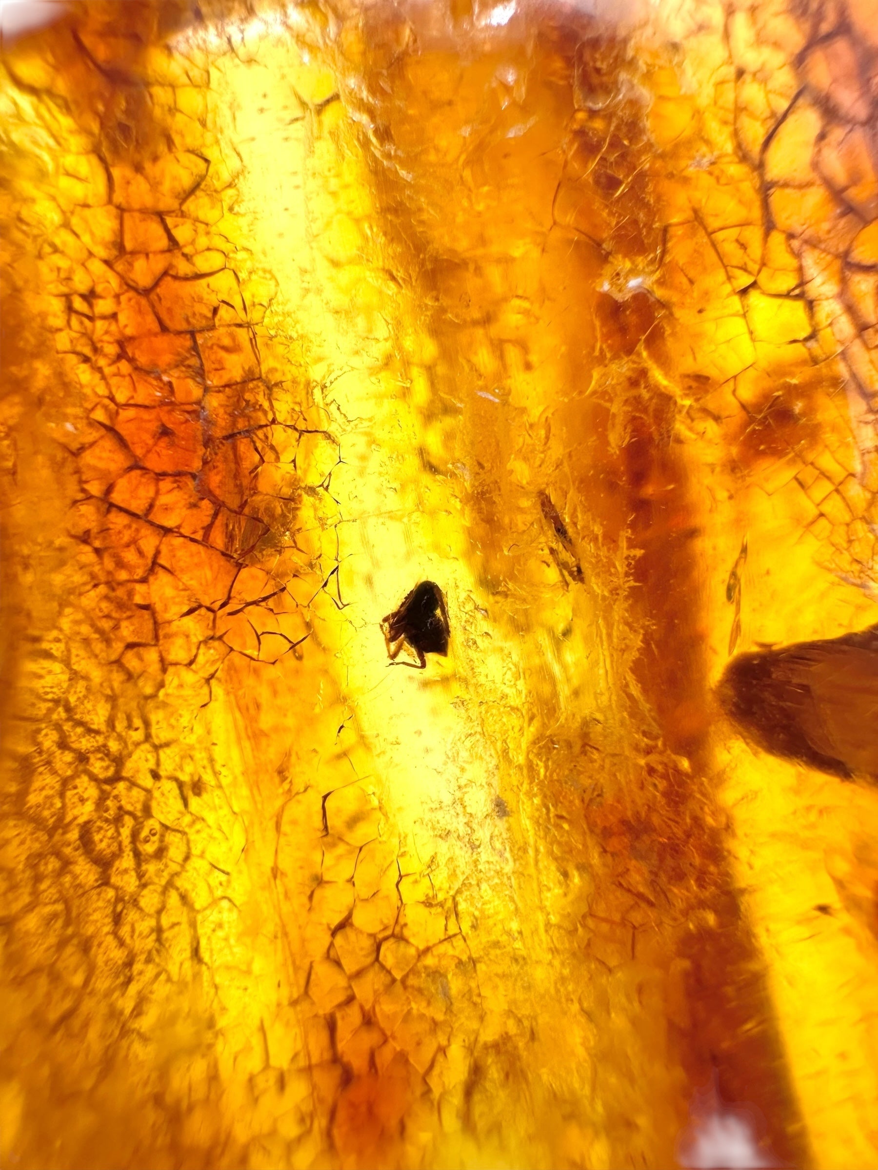 Insects in young amber (copal) 18,1g – Colombia - IK05