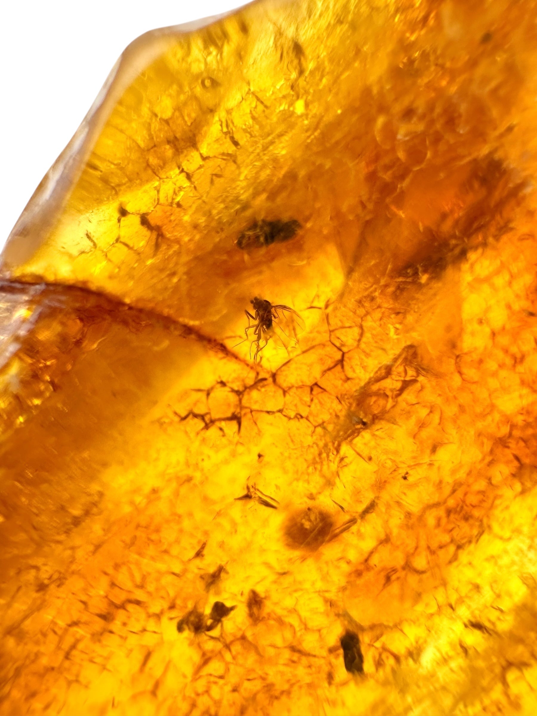 Insects in young amber (copal) 18,1g – Colombia - IK05