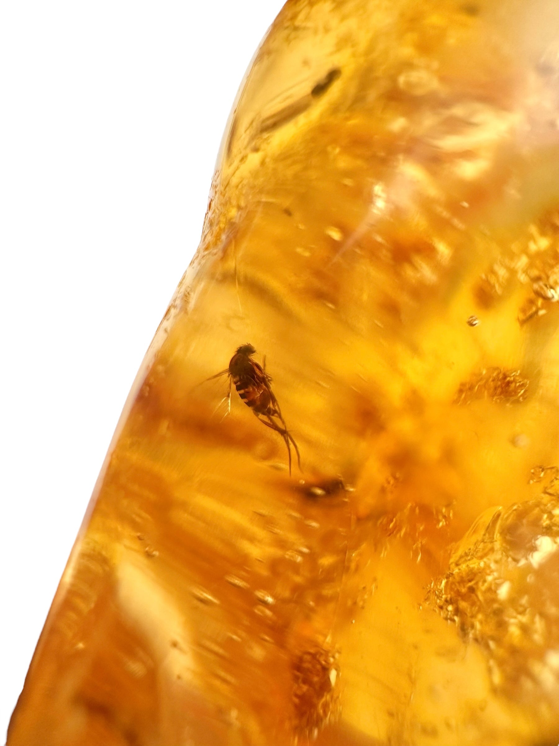 Insects in young amber (copal) 14g – Colombia - IK06