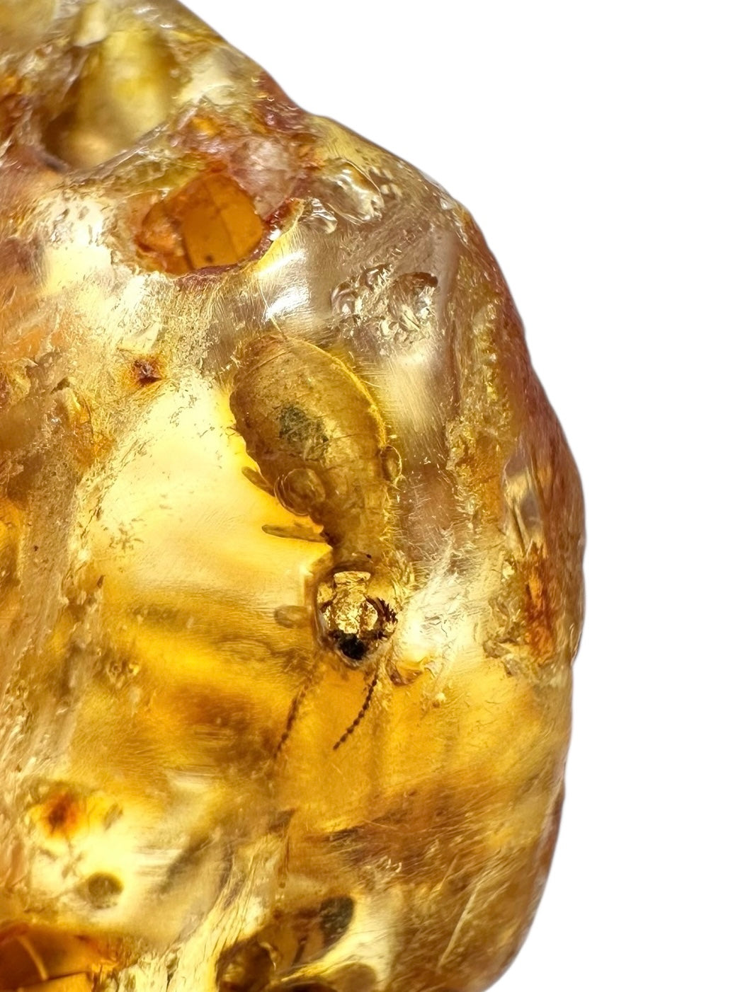 Insects in young amber (copal) 25,1g – Colombia