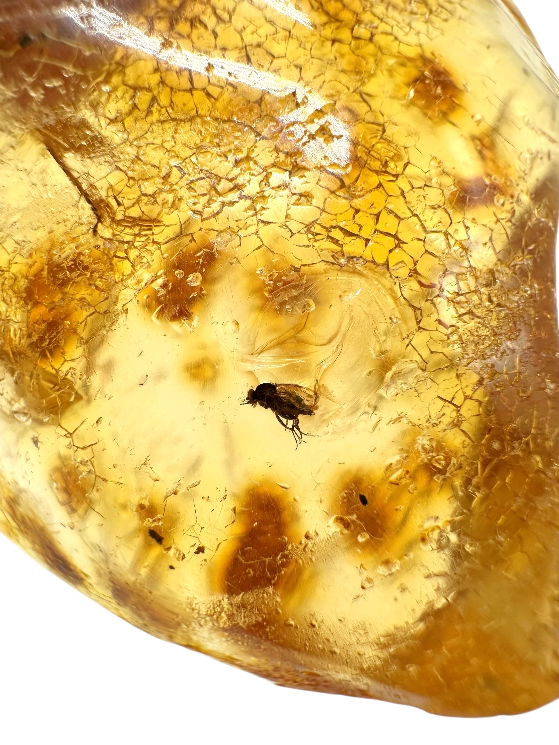 Insects in young amber (copal) 19,9g – Colombia - IK09