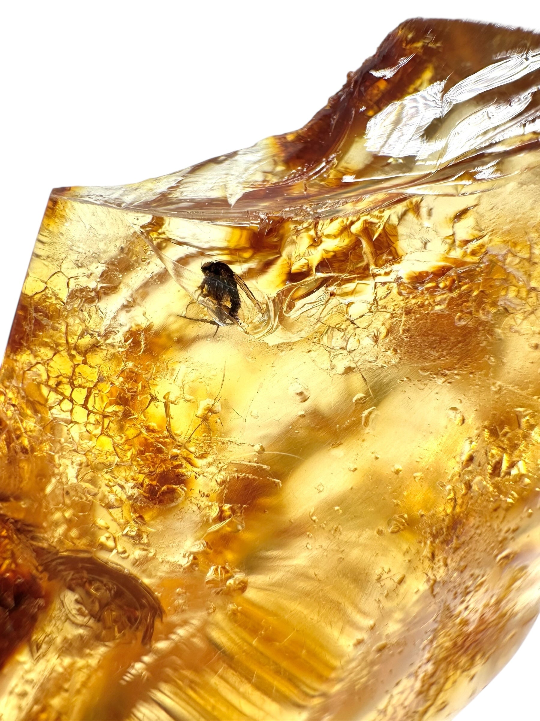Insects in young amber (copal) 19,9g – Colombia - IK09