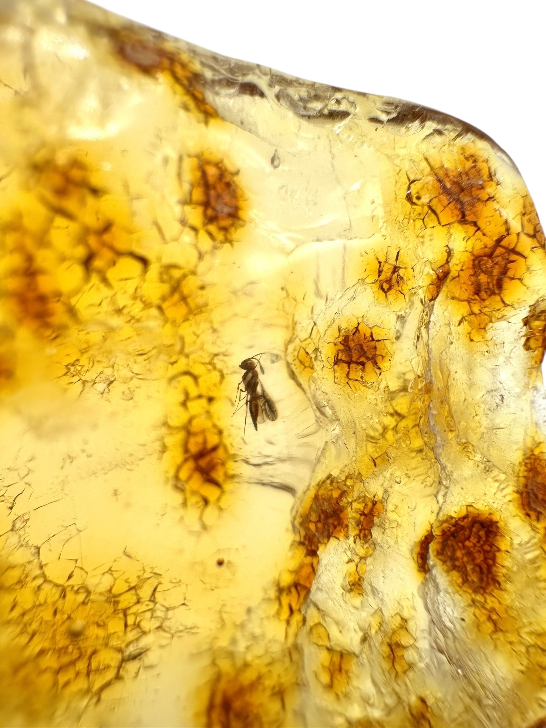 Insects in young amber (copal) 19,9g – Colombia - IK09