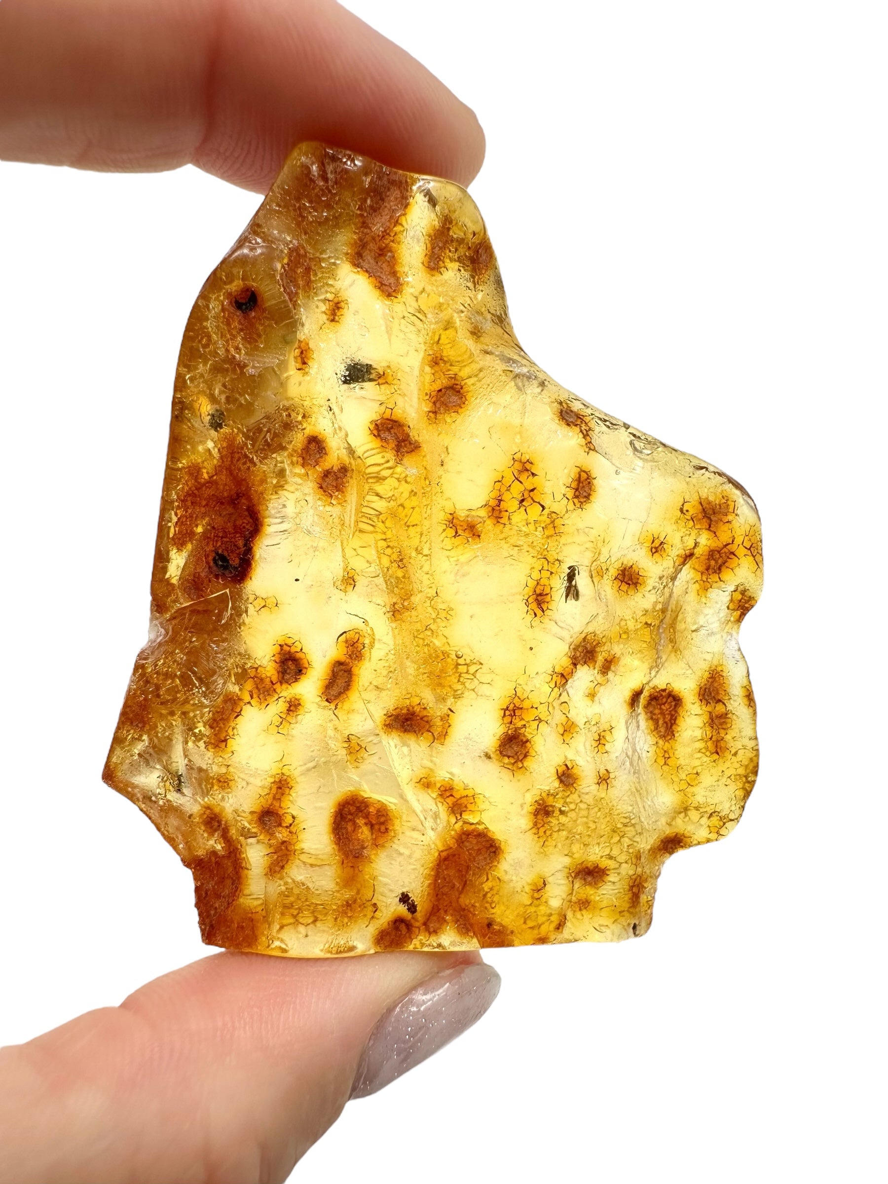 Insects in young amber (copal) 19,9g – Colombia - IK09