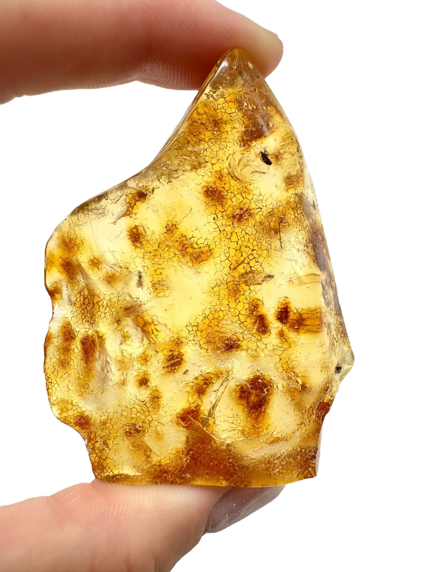 Insects in young amber (copal) 19,9g – Colombia