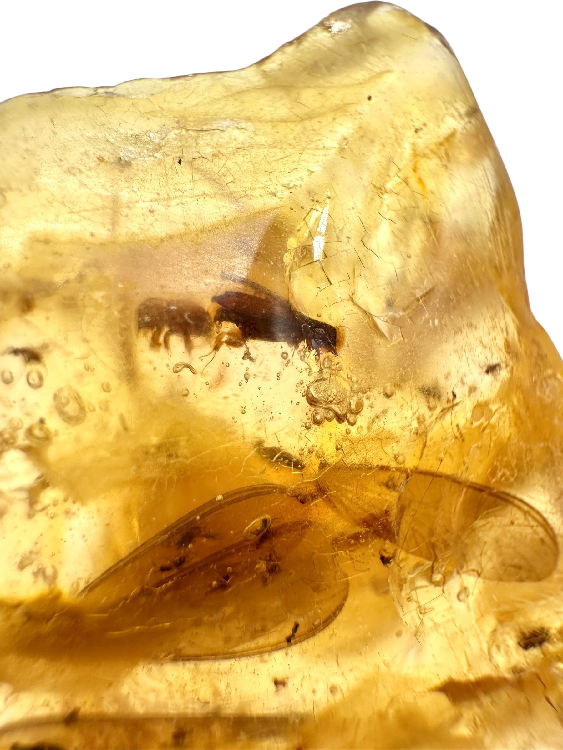 Insects in young amber (copal) 7,9g – Colombia - IK10