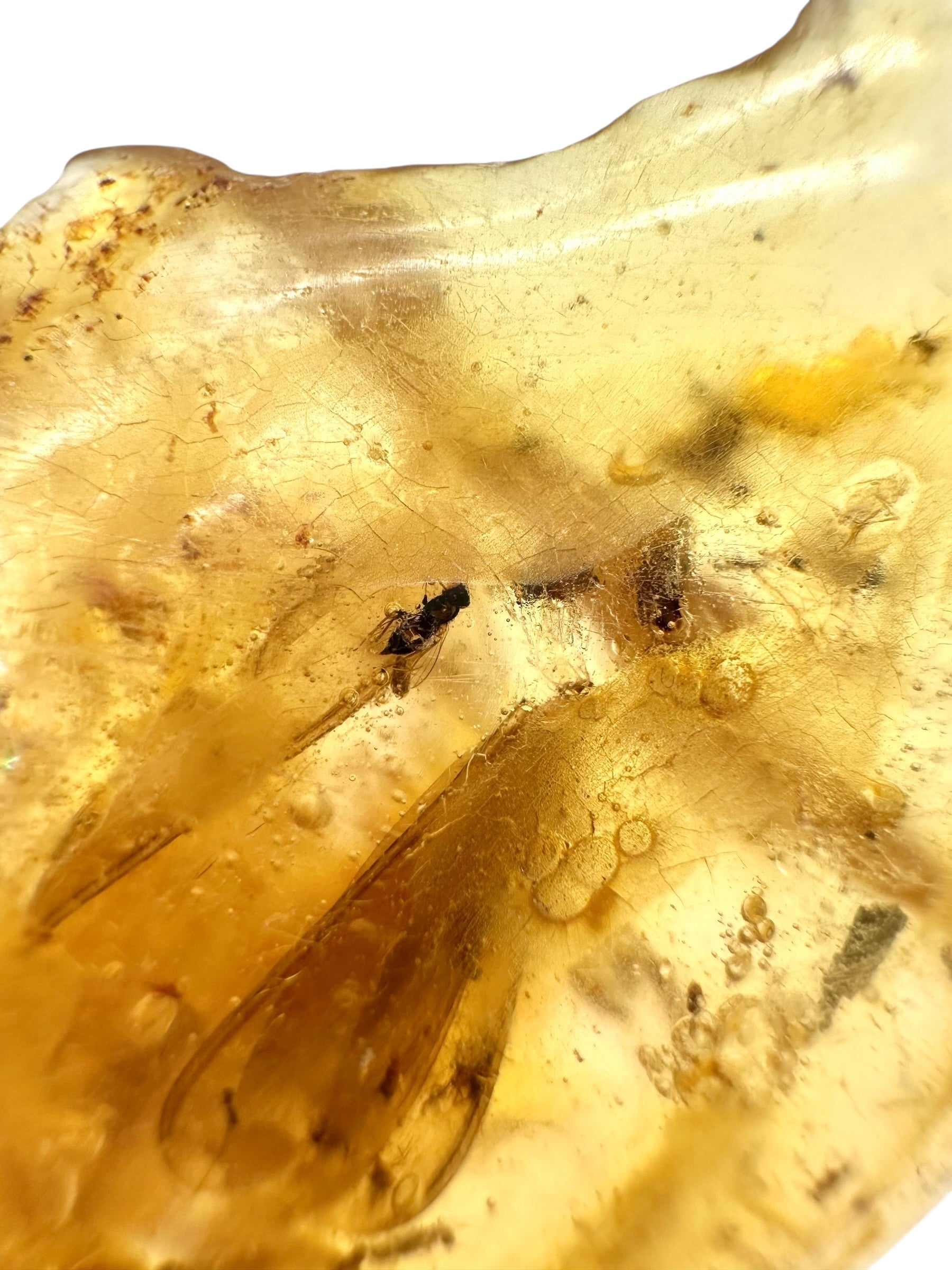 Insects in young amber (copal) 7,9g – Colombia - IK10