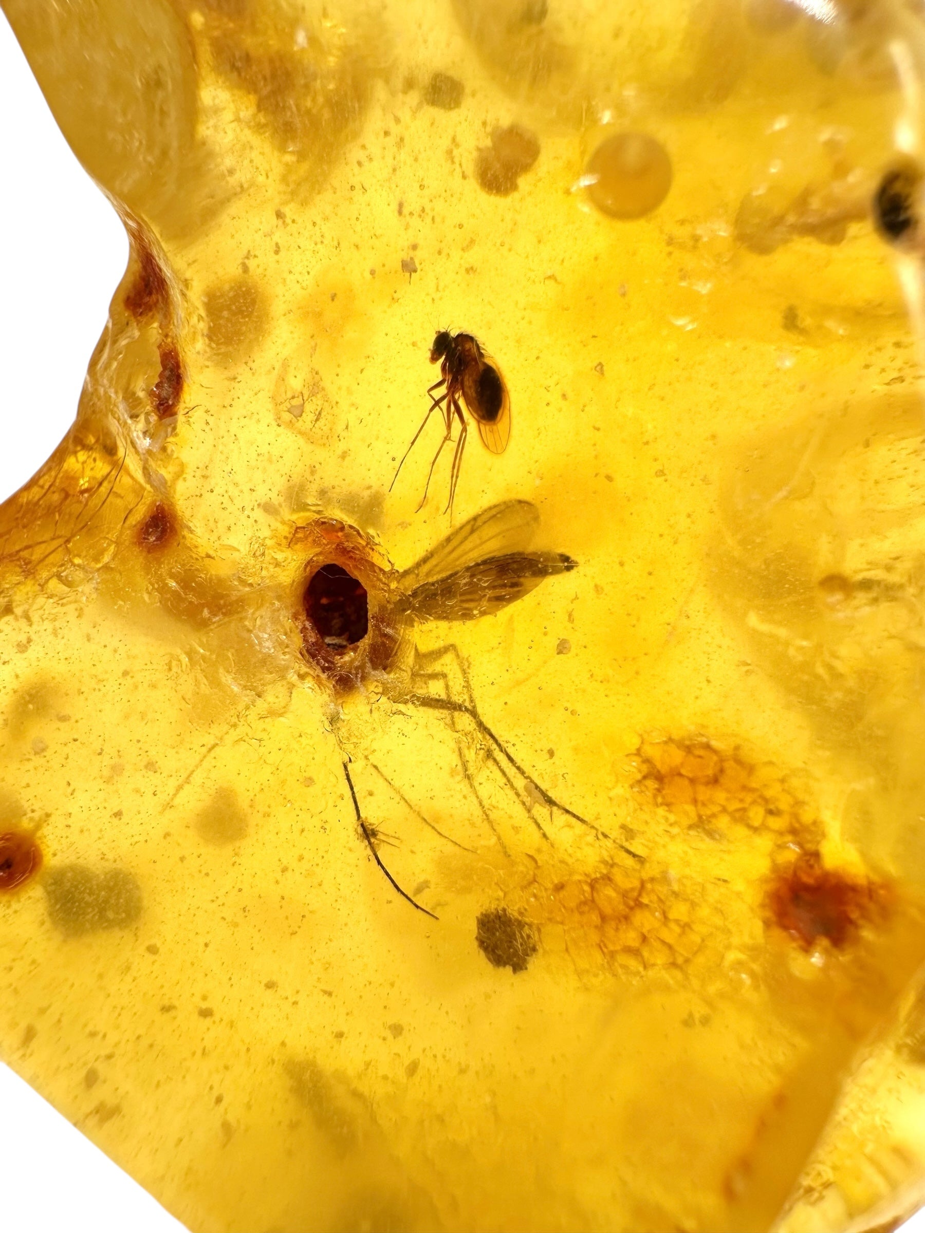 Insects in young amber (copal) 46,5g – Colombia - IK12