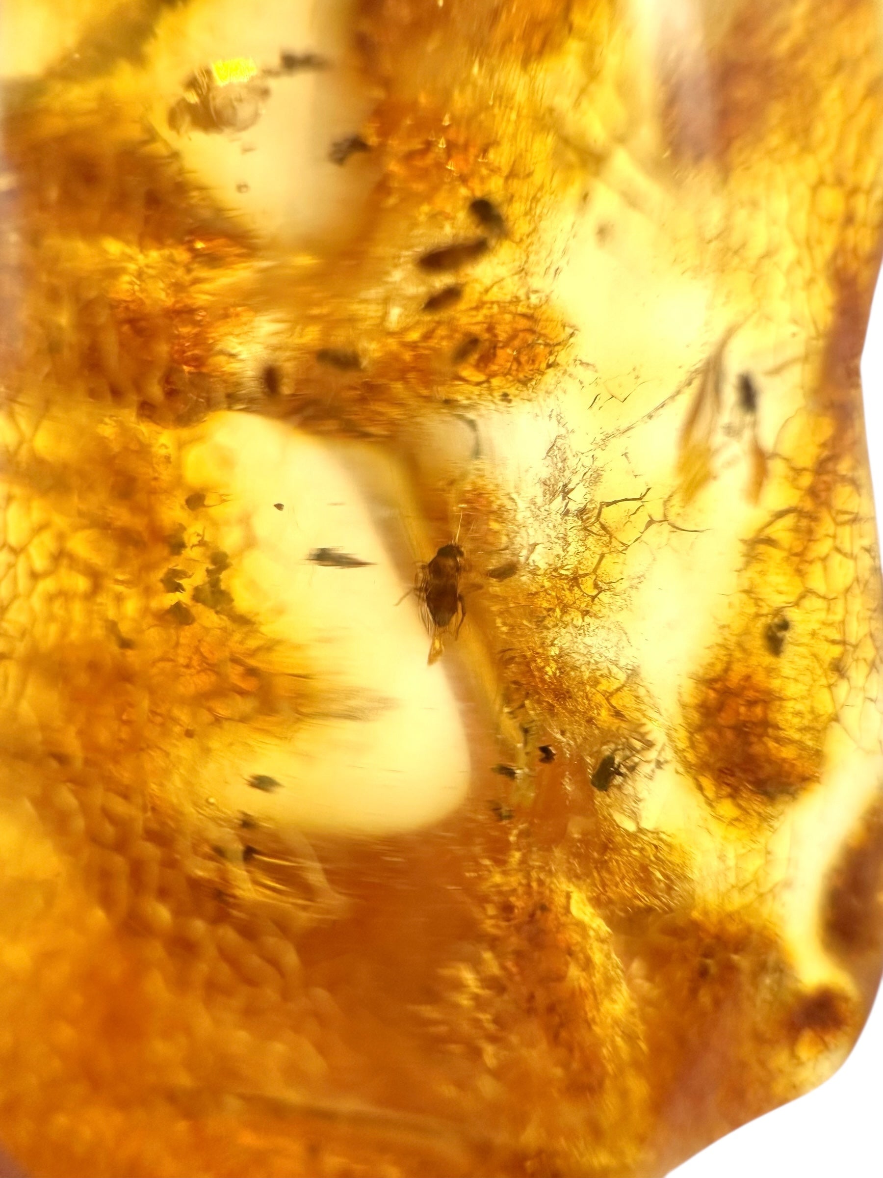 Insects in young amber (copal) 12,3g – Colombia - IK13