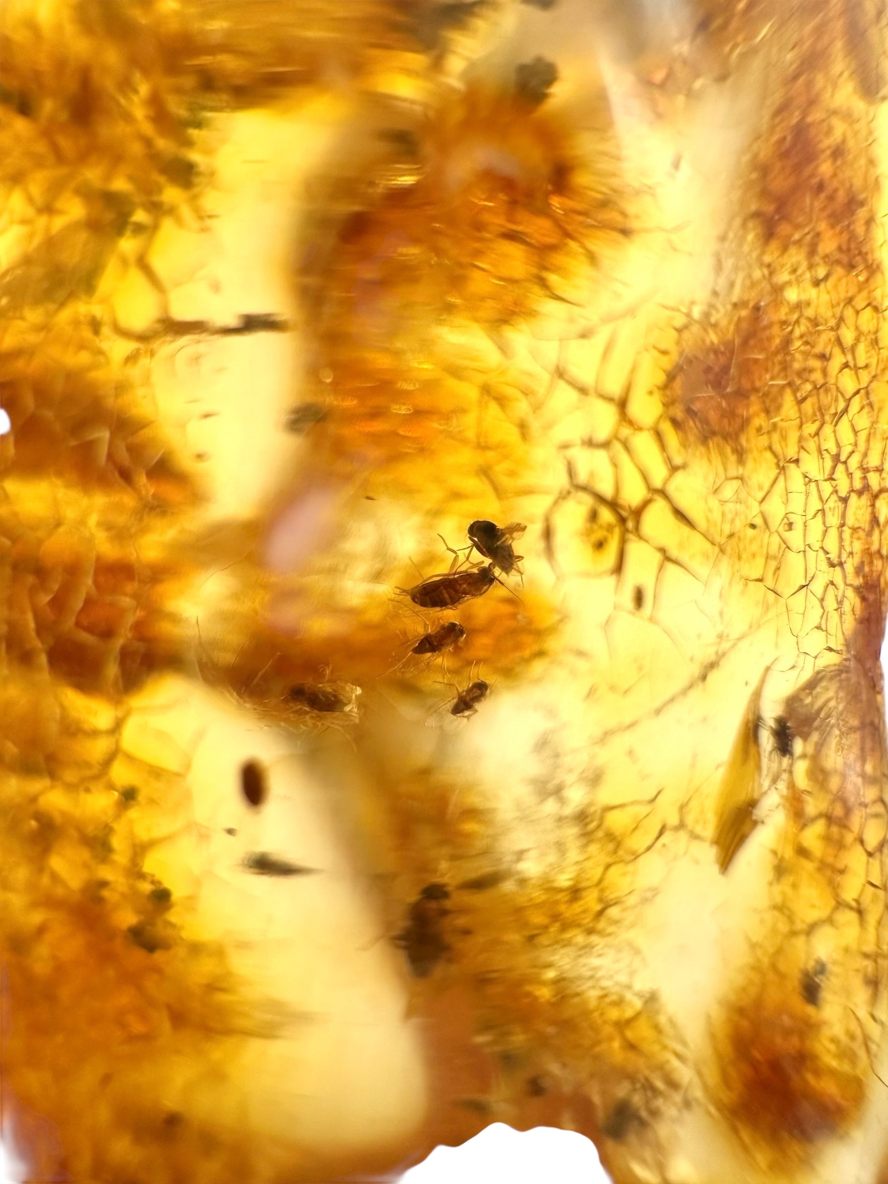 Insects in young amber (copal) 12,3g – Colombia - IK13