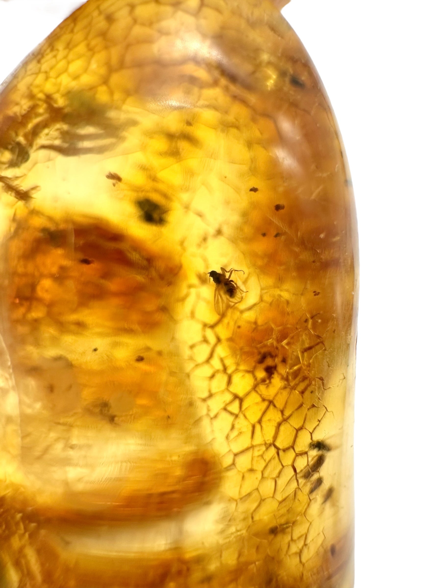 Insects in young amber (copal) 12,3g – Colombia - IK13