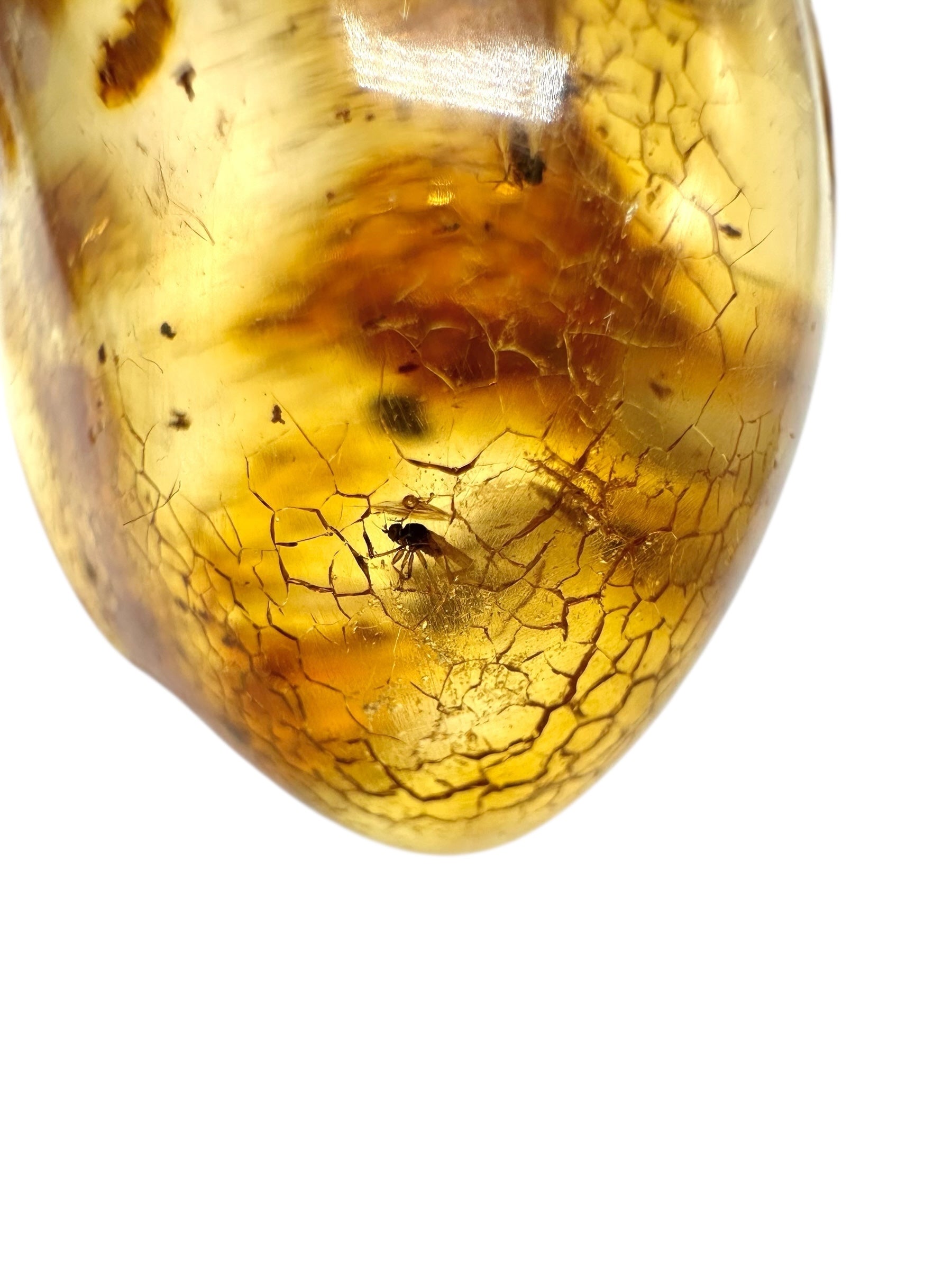Insects in young amber (copal) 12,3g – Colombia - IK13