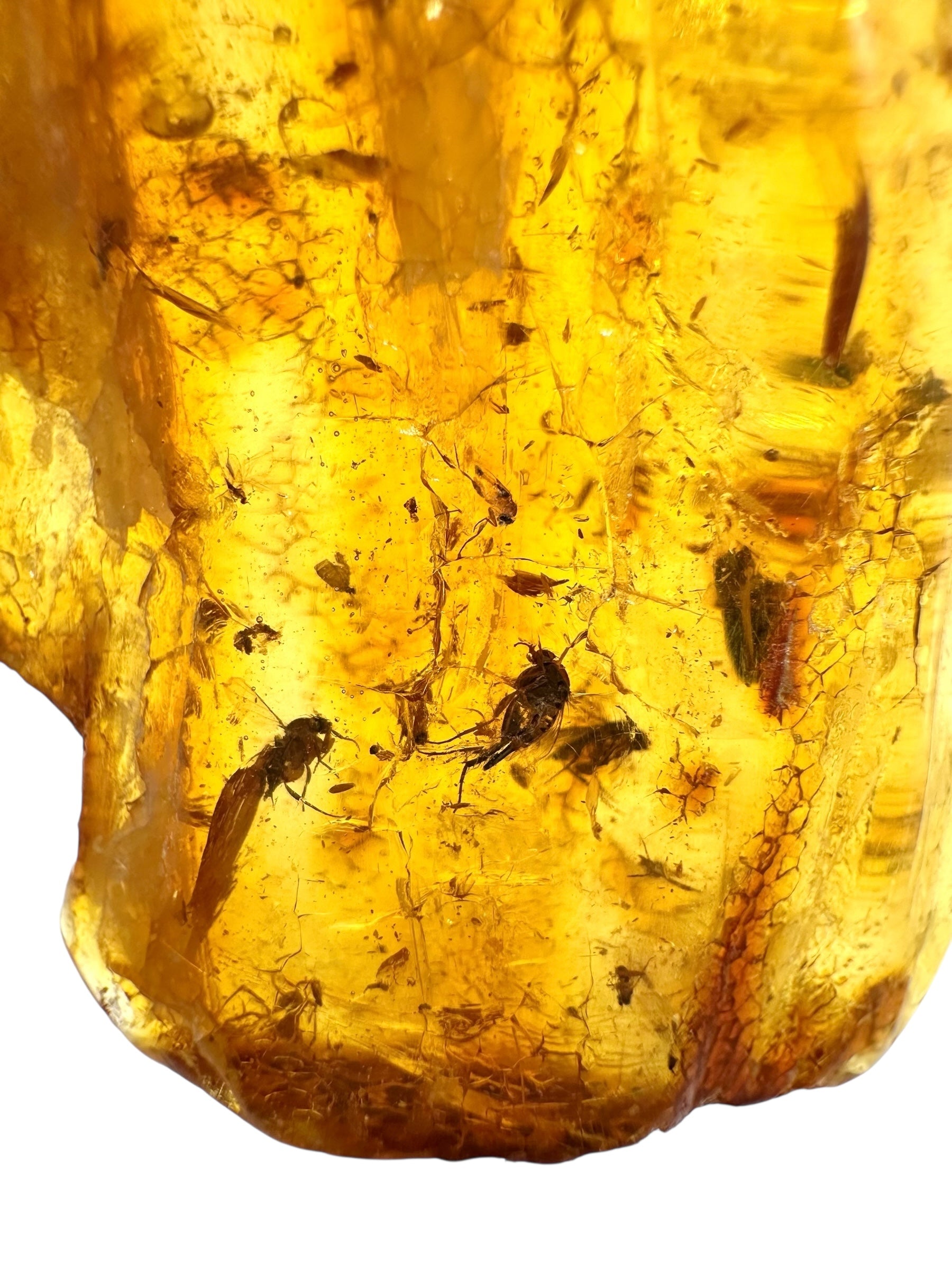 Insects in young amber (copal) 13,2g – Colombia - IK14