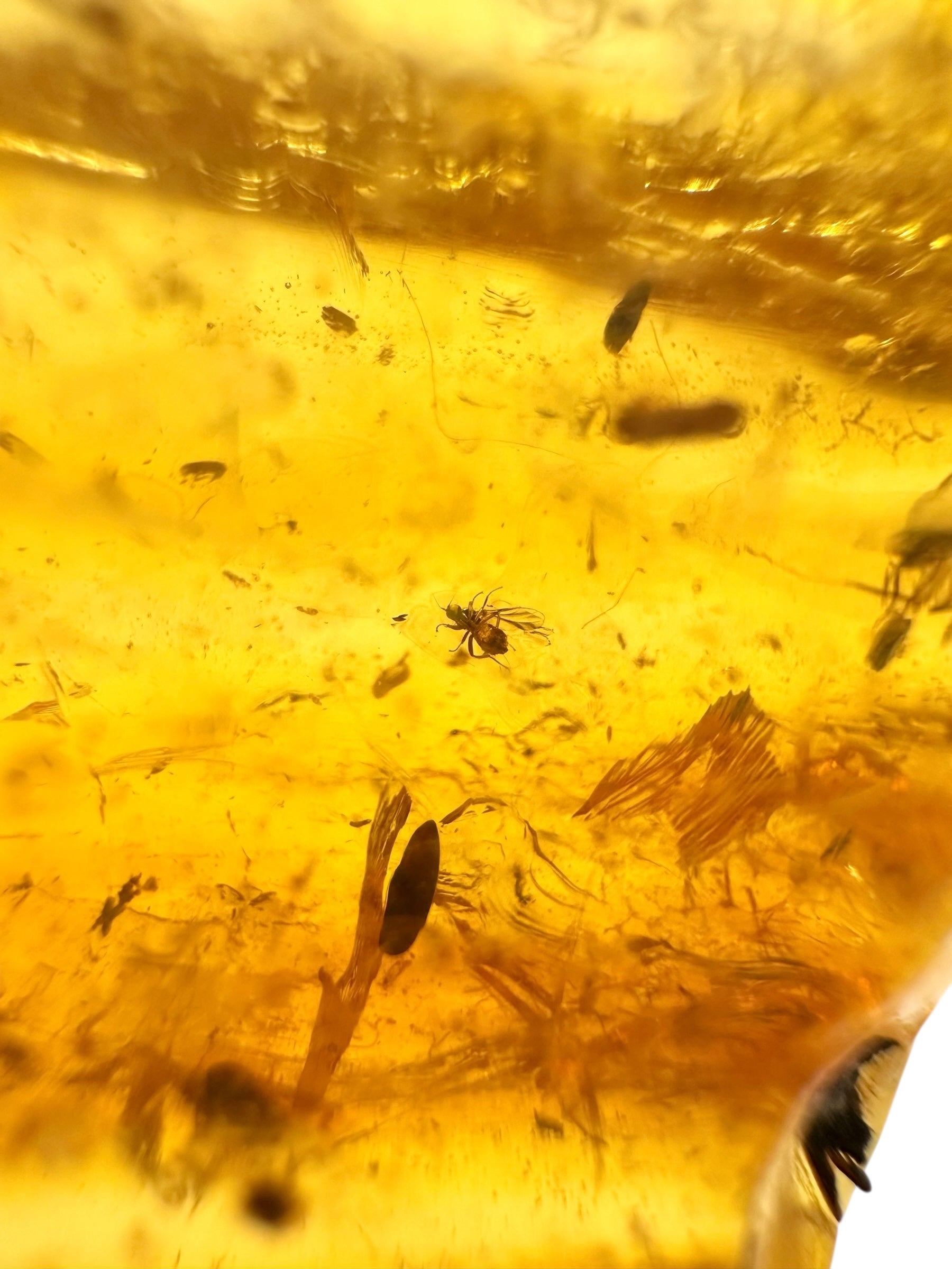 Insects in young amber (copal) 13,2g – Colombia - IK14