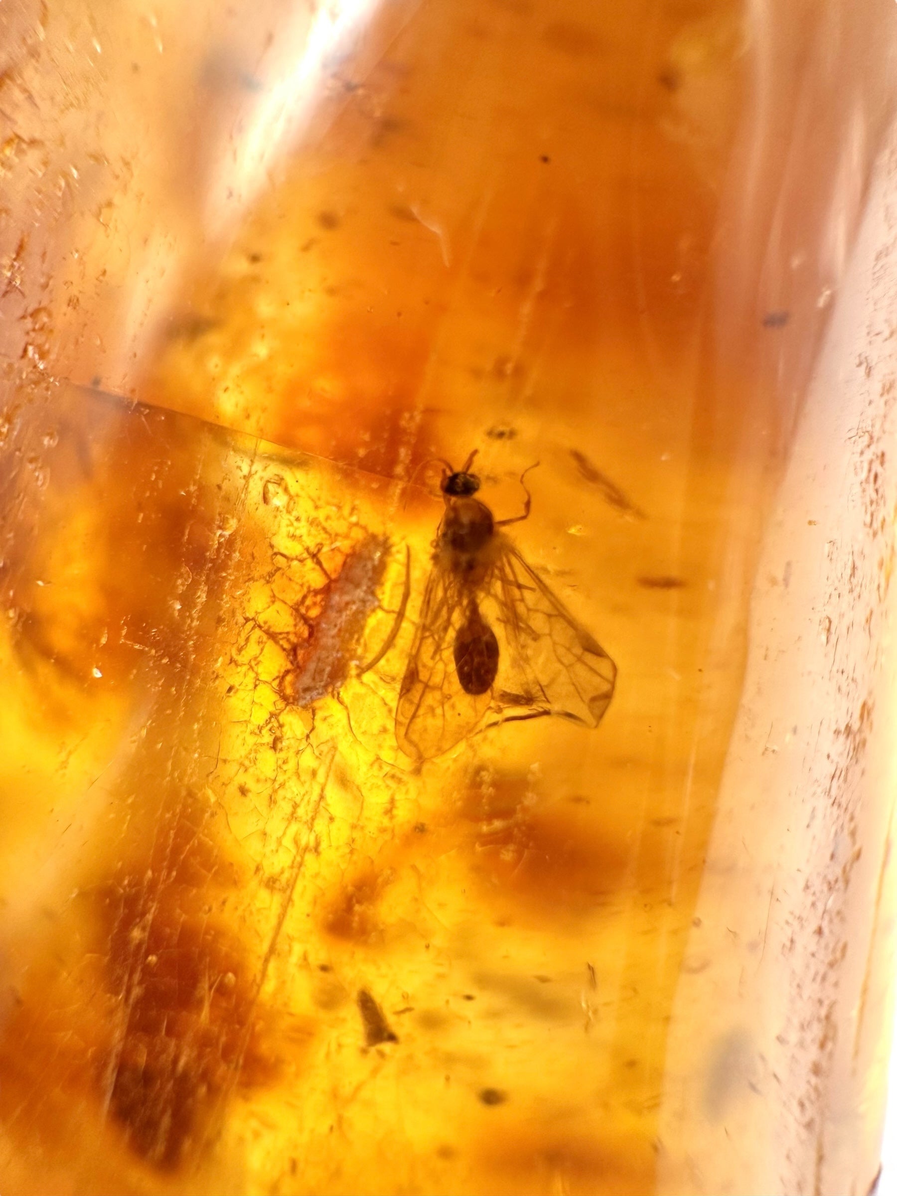 Insects in young amber (copal) 26,9g – Colombia - IK15