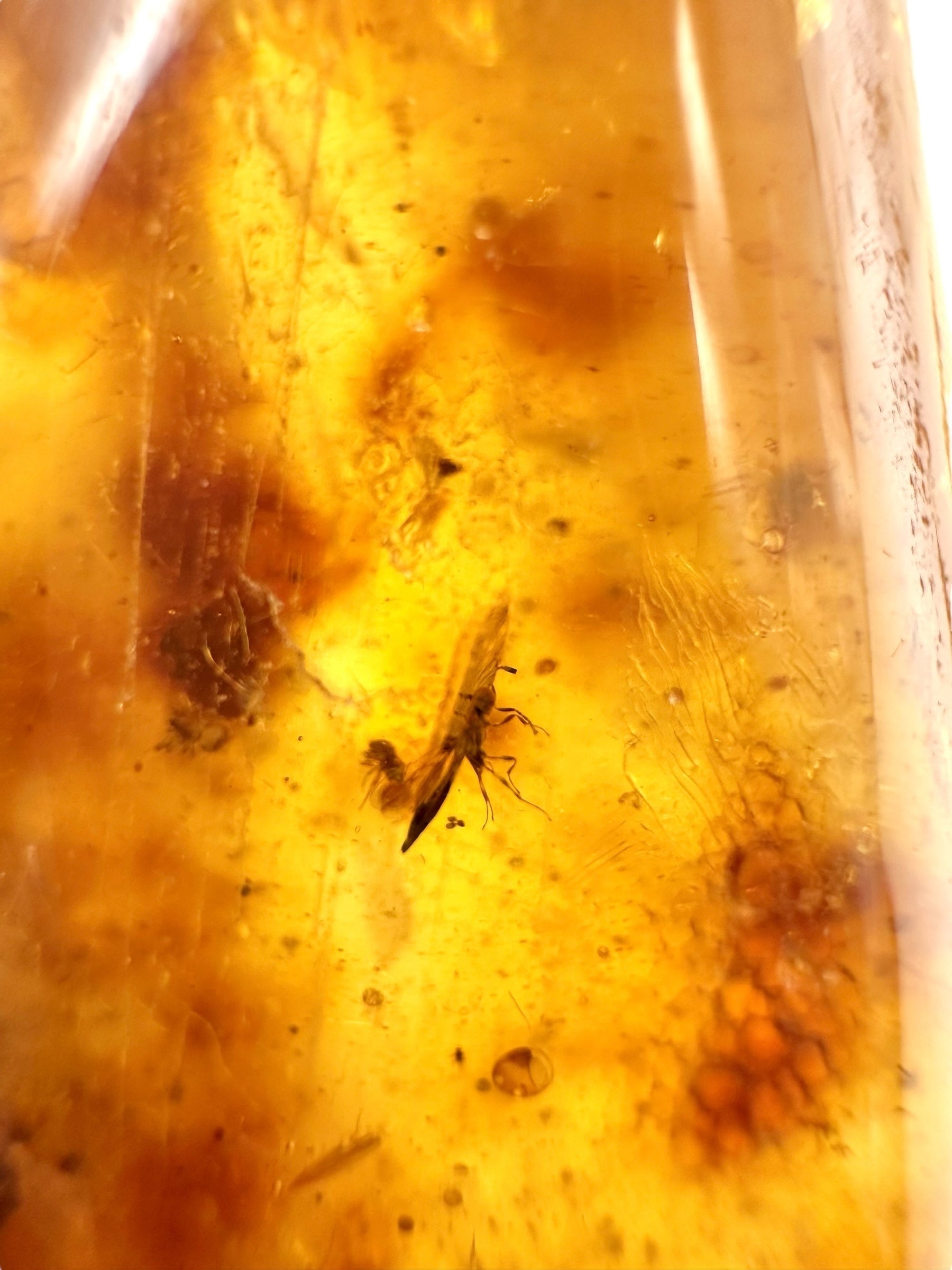 Insects in young amber (copal) 26,9g – Colombia - IK15